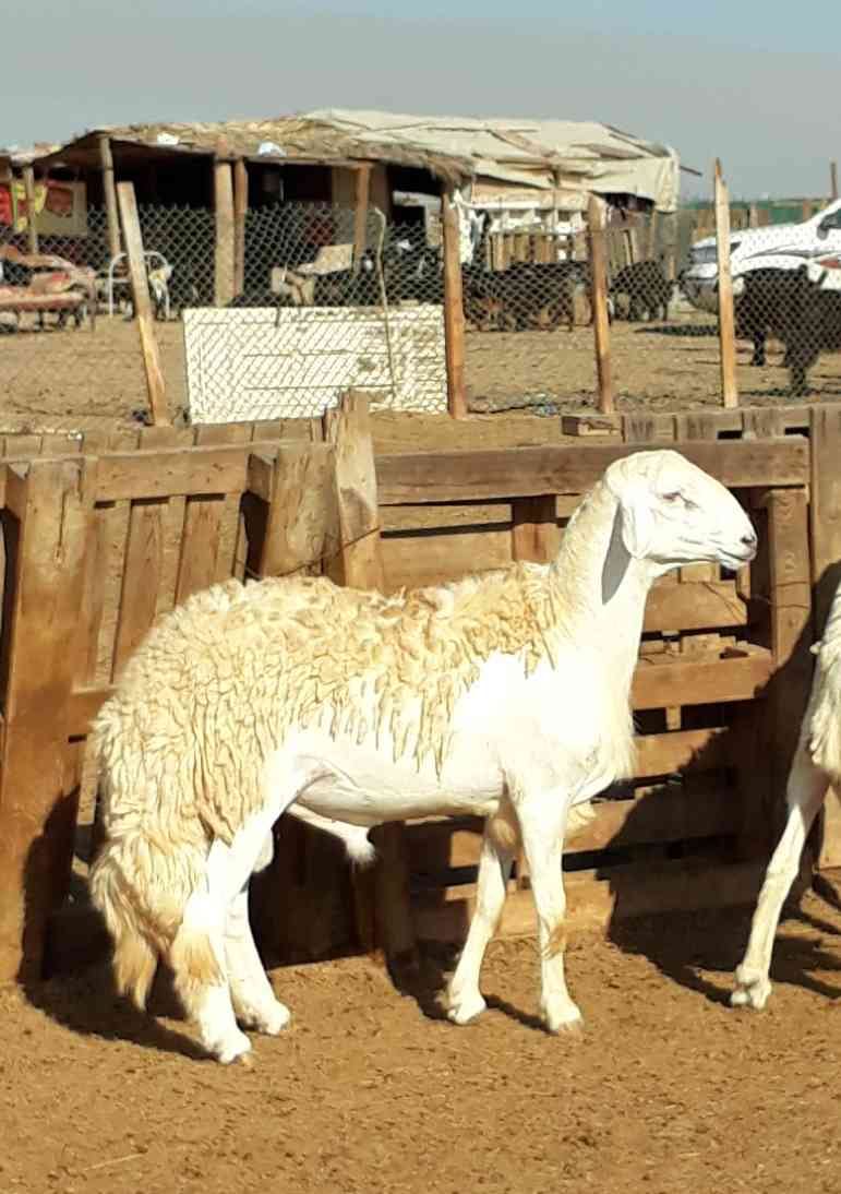 فحل حري ابرص صنف مشروط
لا تنسَ أنك شاهدت هذا الإعلان في عنكبوت
العمر ثني
راس ورقبه وصوفه وقام...