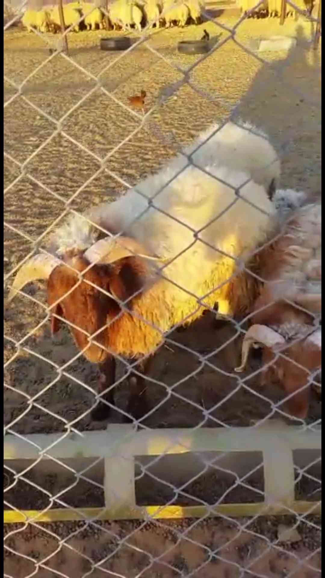 طليان نعيم للبيع
لا تنسَ أنك شاهدت هذا الإعلان في عنكبوت
طليان توها جذعان من إنتاج المزرعه ال...