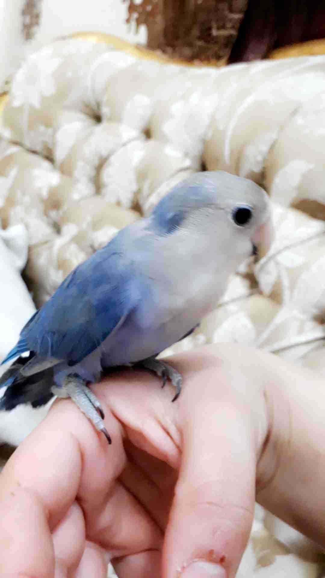 ببغاء روز لونه مميز جدا وليف جدامايعض ابداللبيع
لا تنسَ أنك شاهدت هذا الإعلان في عنكبوت
أقدم...