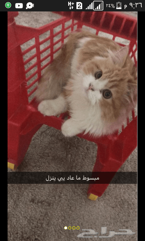 ذكر صغير ست شهور شيرازي بيور ايراني شعر كثيف بيرشن اطراف قصيرة لعوب وحنون مطعم
لا تنسَ أنك شاهدت هذا الإعلان في عنكبوت...
