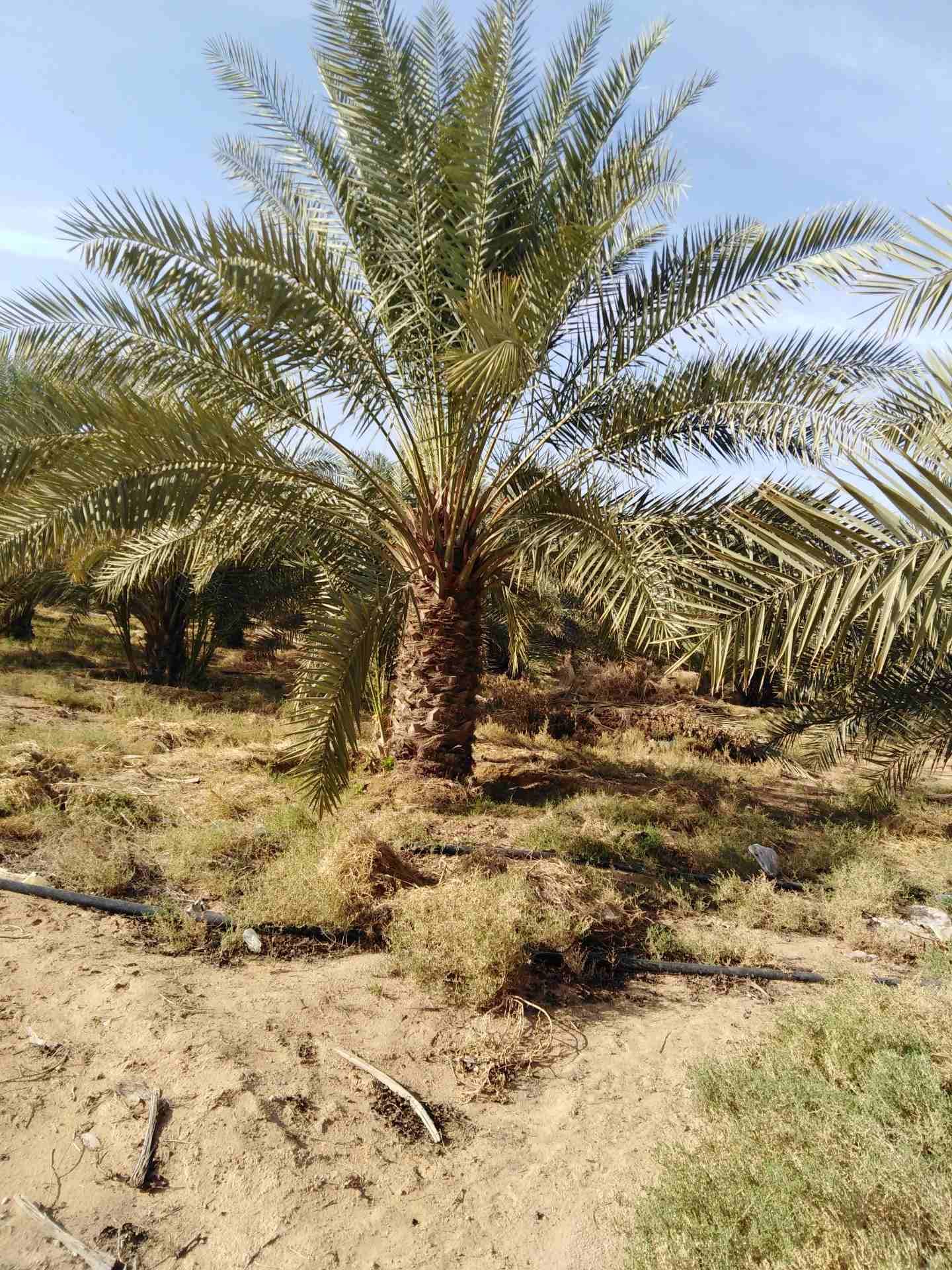 نخيل للبيع
لا تنسَ أنك شاهدت هذا الإعلان في عنكبوت
يوجد لدينا جميع انواع النخيل بجميع الانواع وال...