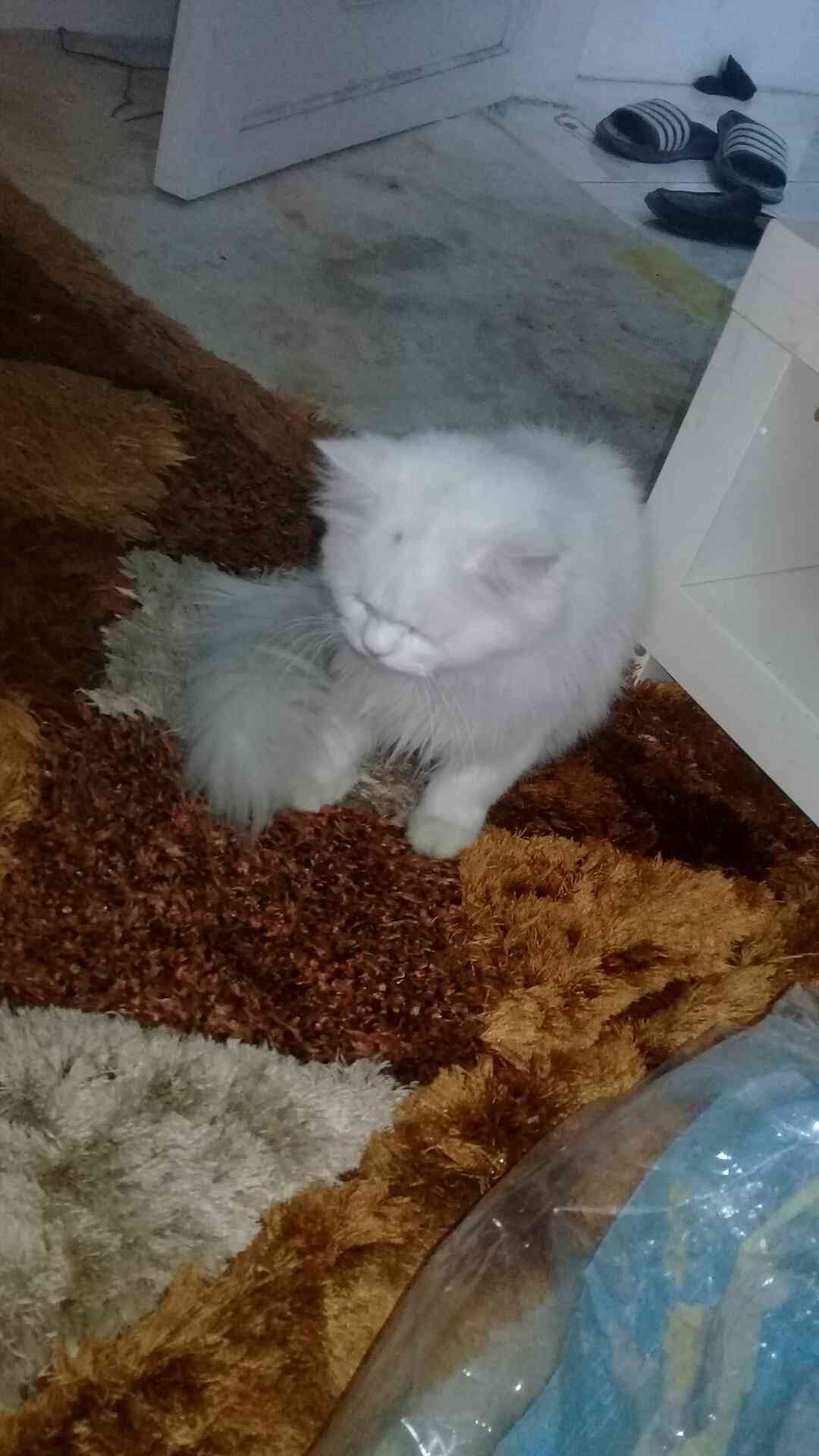 جده qwasdf
لا تنسَ أنك شاهدت هذا الإعلان في عنكبوت
aham...