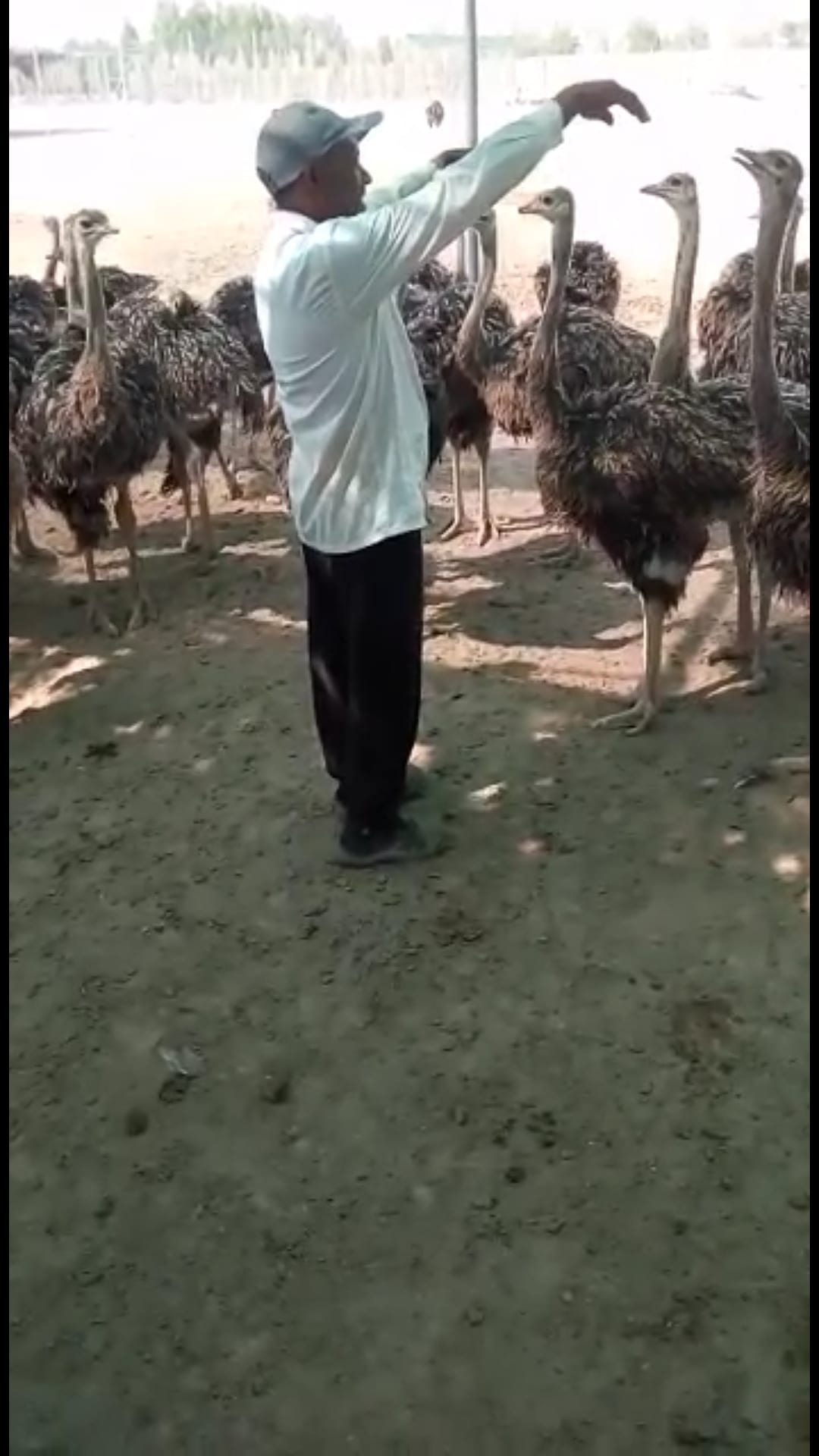 نعام إفريقي
لا تنسَ أنك شاهدت هذا الإعلان في عنكبوت
سلام عليكم ورحمة اللة وبركاته
&nbs...