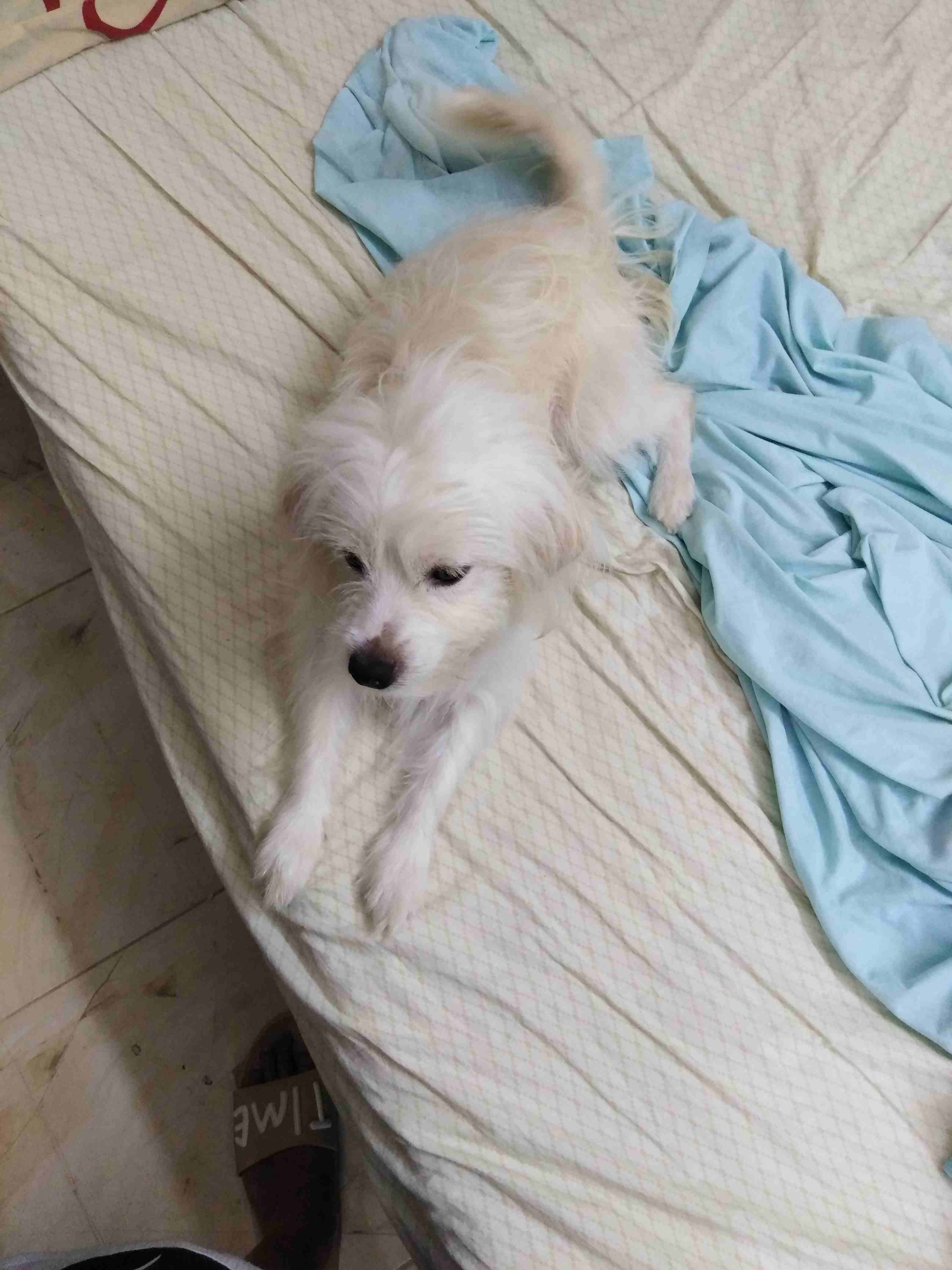 Selling dog
لا تنسَ أنك شاهدت هذا الإعلان في عنكبوت
Maltese x Japanese Spitz...