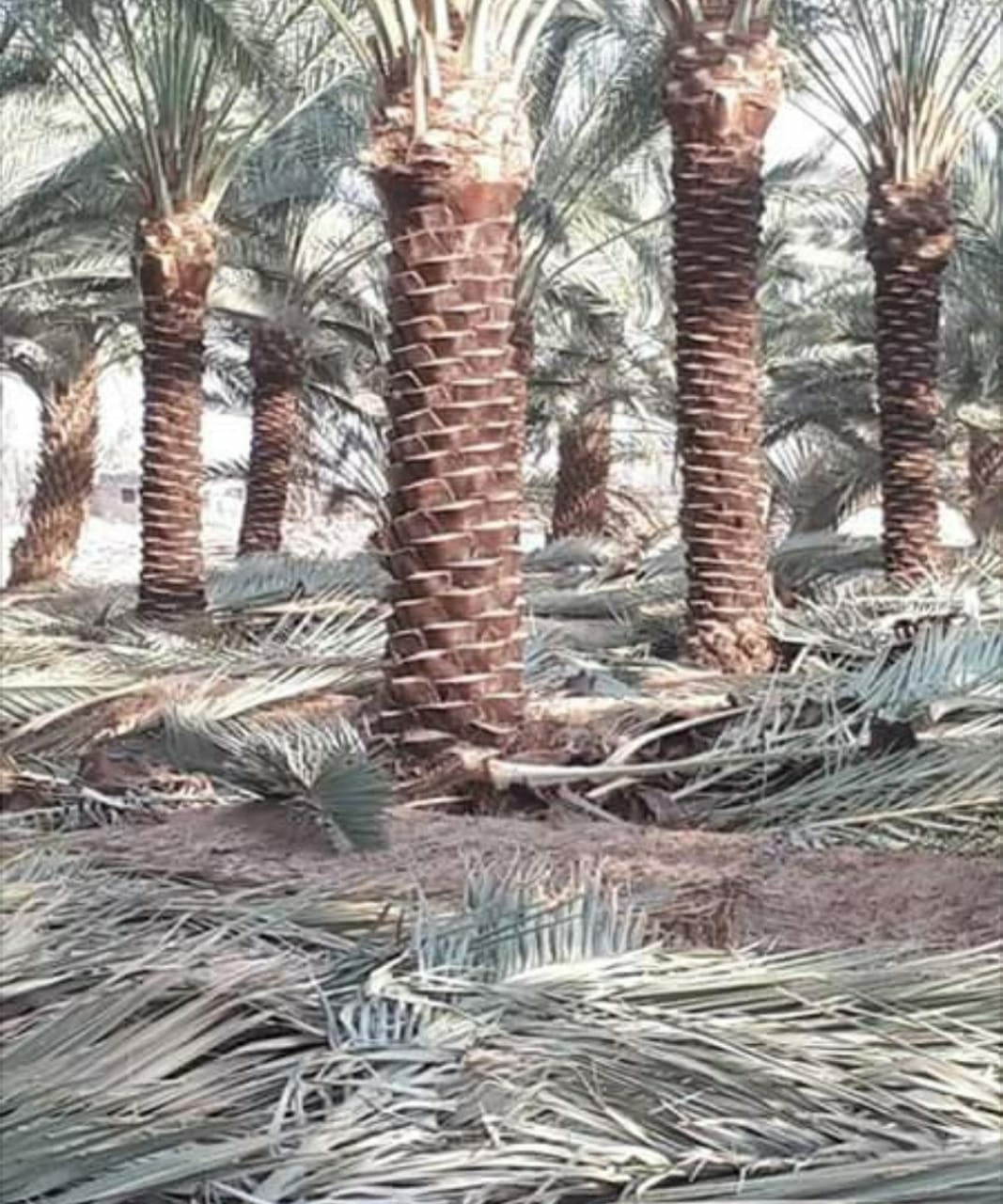 تكريب نخيل
لا تنسَ أنك شاهدت هذا الإعلان في عنكبوت
تكريب نخيل...