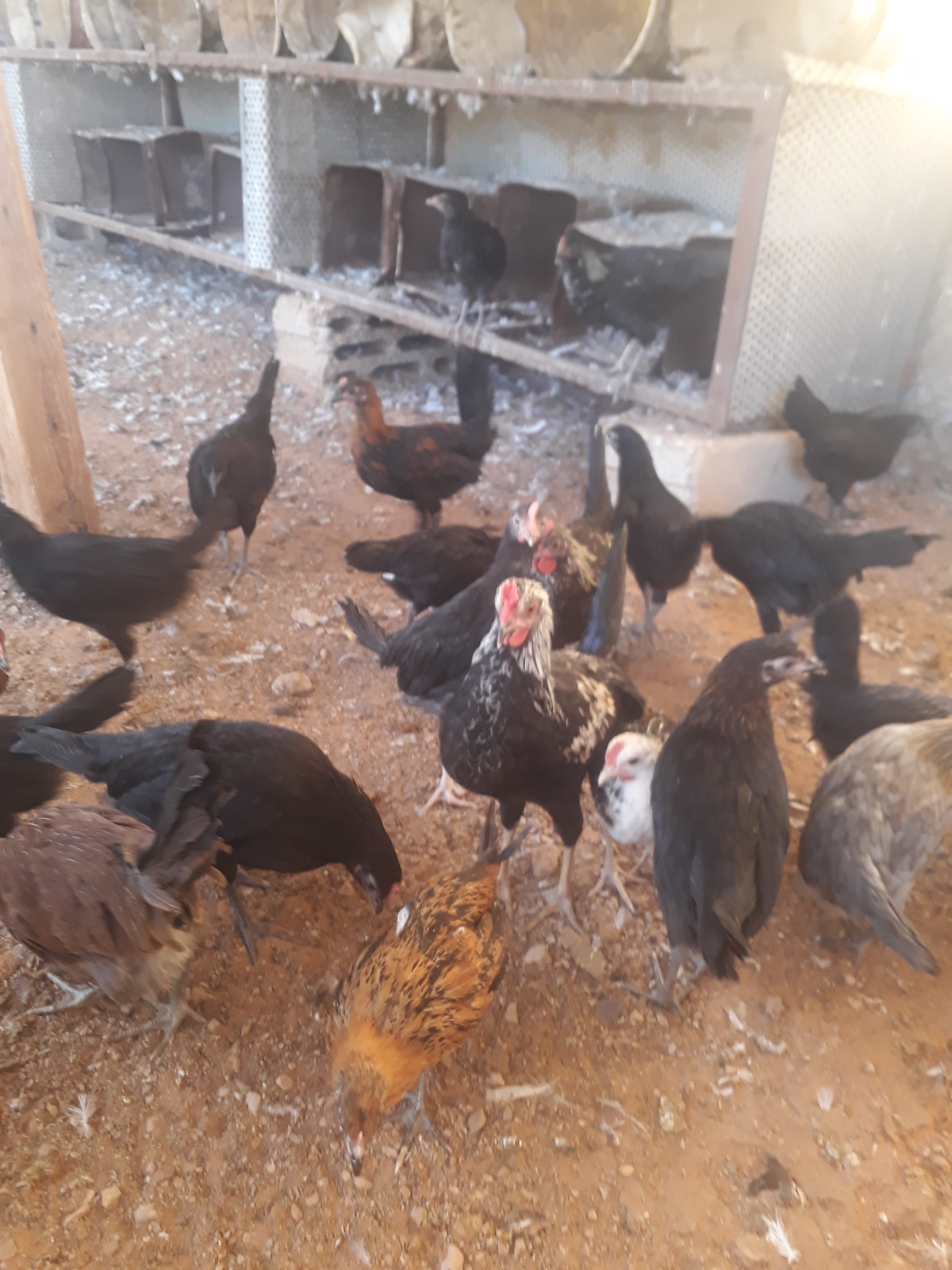 للبيع صوص دجاج العمر شهرين عدد 50 جوز أغلبها دجاج اسود صك
لا تنسَ أنك شاهدت هذا الإعلان في عنكبوت...
