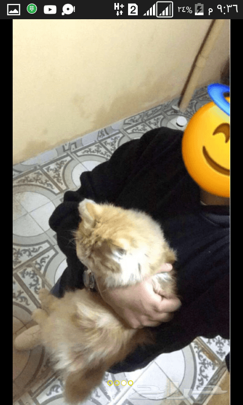 ذكر صغير ست شهور شيرازي بيور ايراني شعر كثيف بيرشن اطراف قصيرة لعوب وحنون مطعم
لا تنسَ أنك شاهدت هذا الإعلان في عنكبوت...