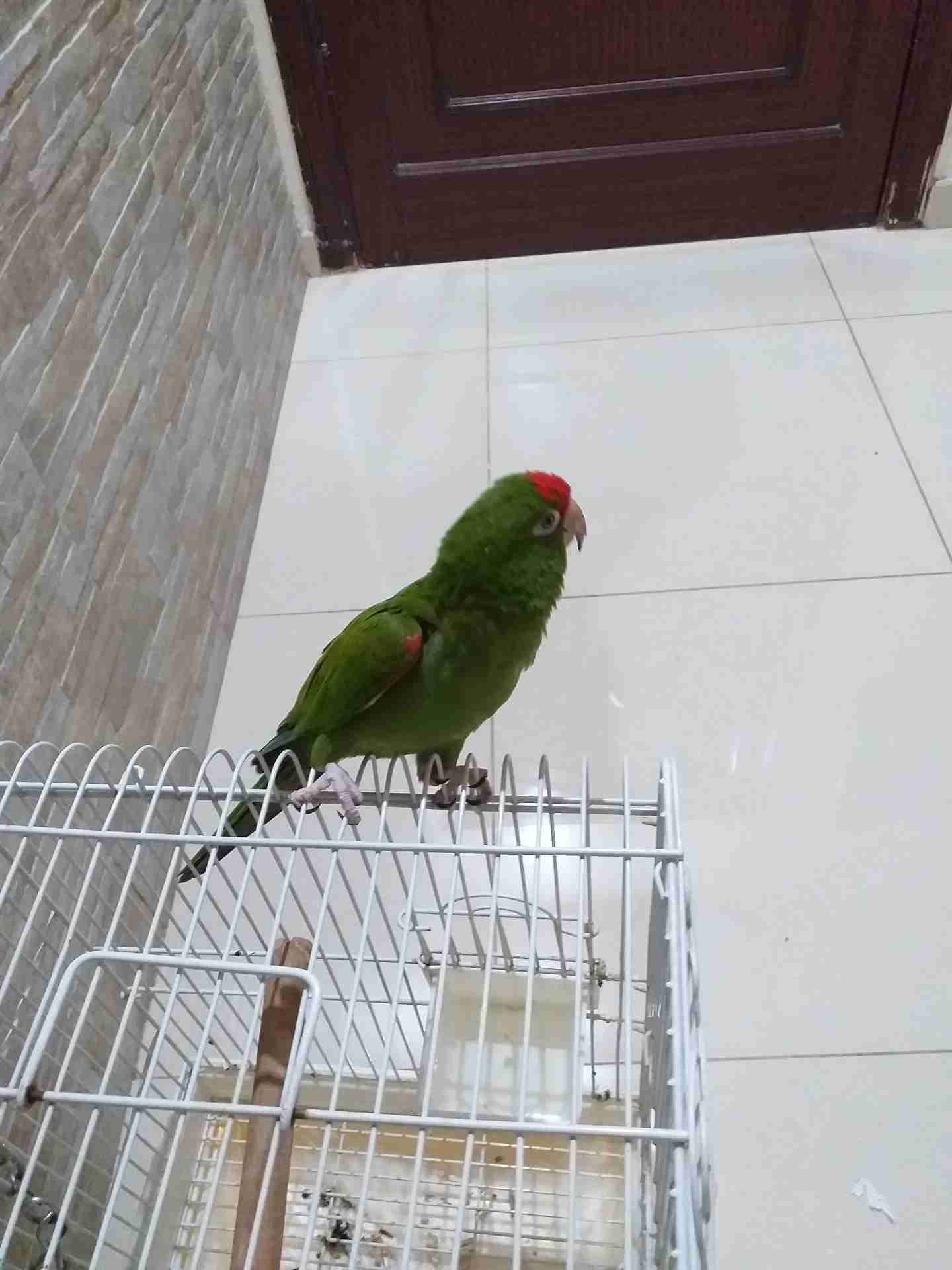 ببغاء ريد مسك اليف
لا تنسَ أنك شاهدت هذا الإعلان في عنكبوت
يتكلم السلام عليكم .بابا.مين يضحك....