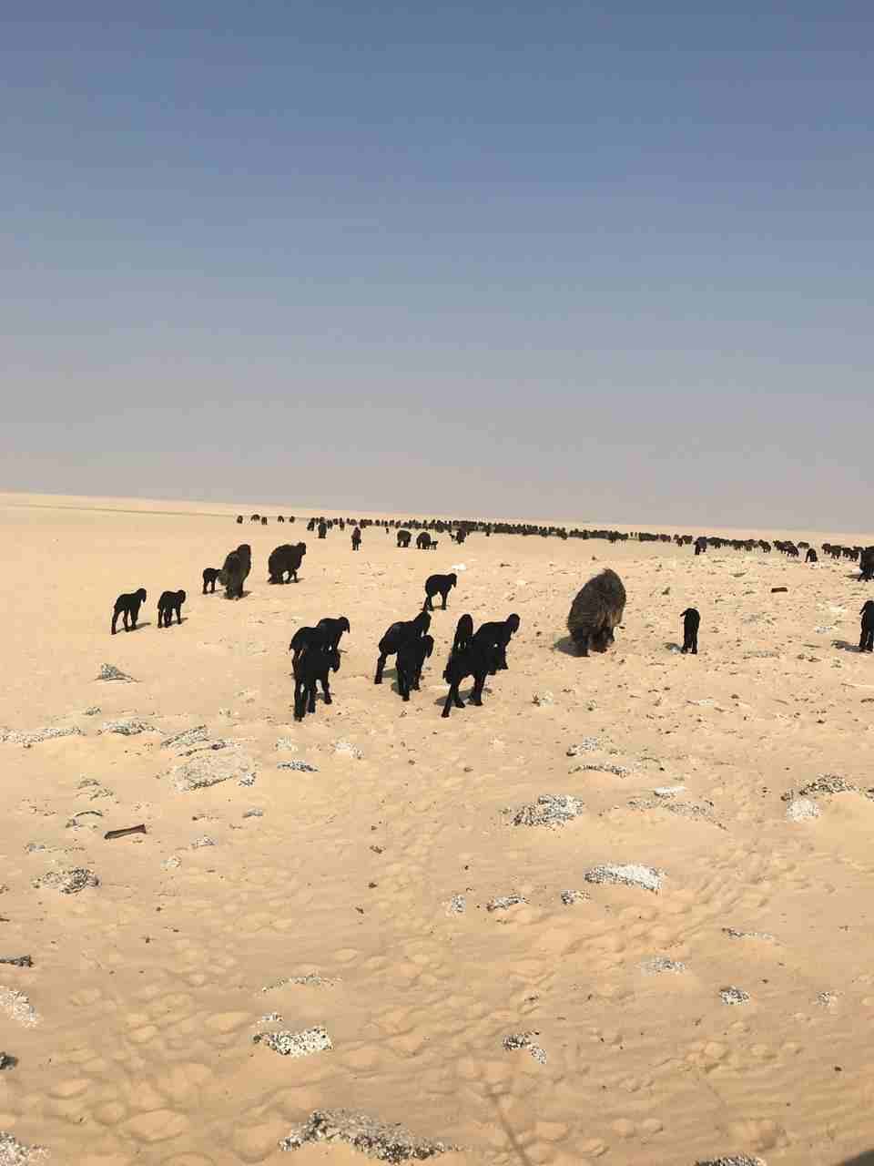 غنم للبيع عرب
لا تنسَ أنك شاهدت هذا الإعلان في عنكبوت
غنم عرب 408 رووس مراحها واحد وهي كالتالي :ع...