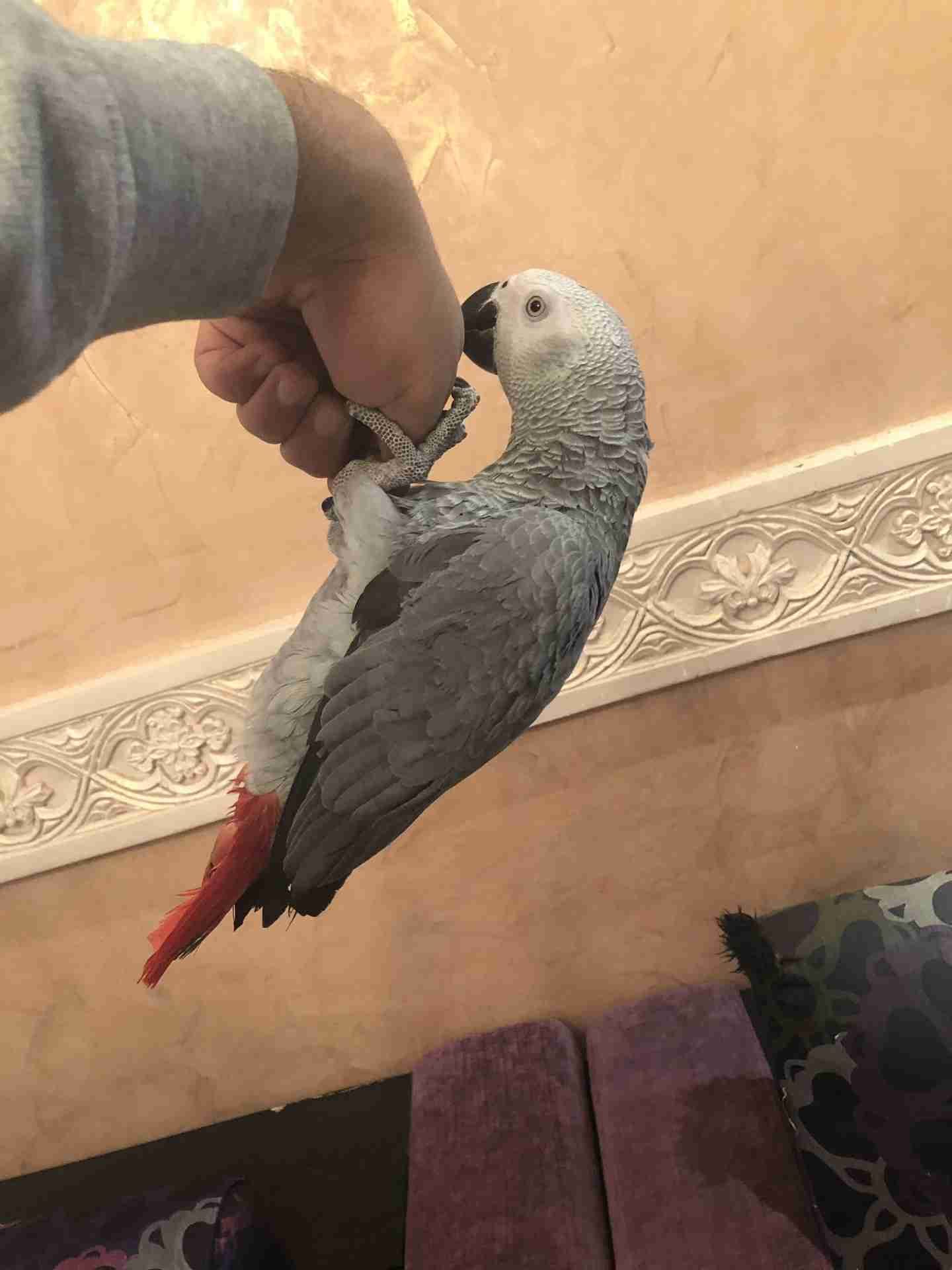 ببغاء كاسكو اليف جدا ومتكلم (هدد)
لا تنسَ أنك شاهدت هذا الإعلان في عنكبوت
ببغاء كاسكو للبيع...