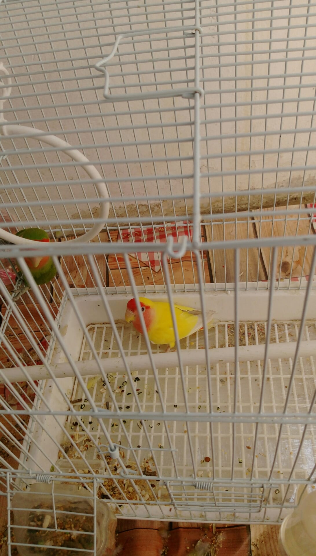 want to sell rose parrots
لا تنسَ أنك شاهدت هذا الإعلان في عنكبوت
ready to breed...