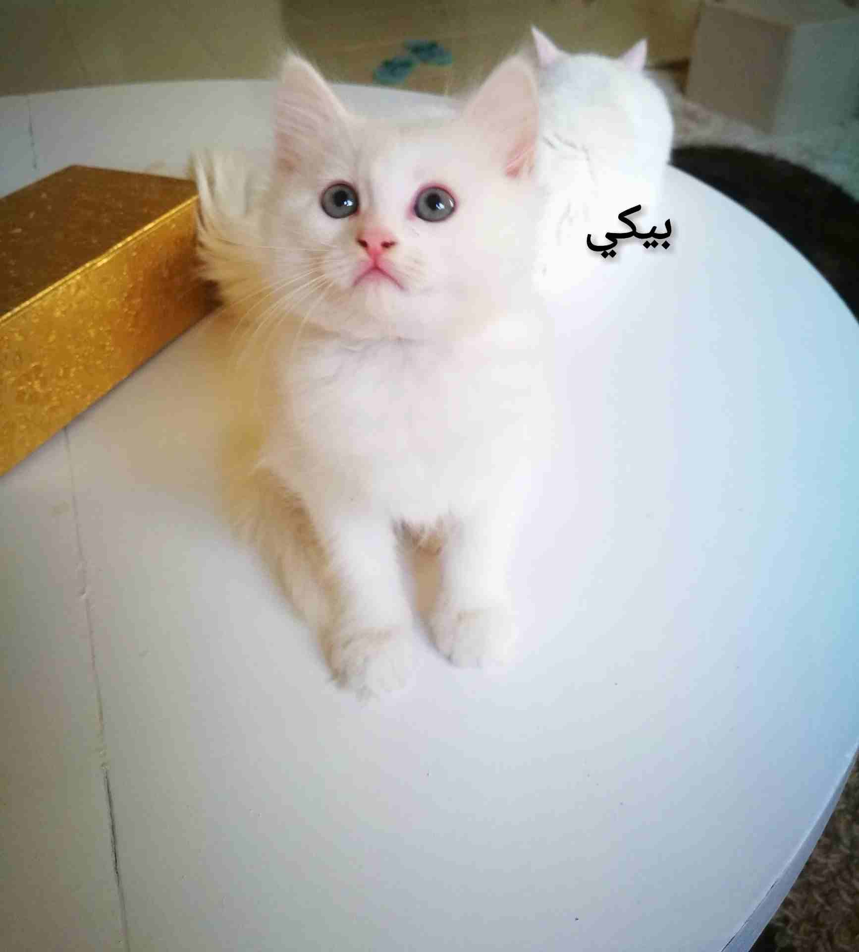 كيتنز هيمالايا شيرازي عمرهم شهرين
لا تنسَ أنك شاهدت هذا الإعلان في عنكبوت
سلام عليكم ورحمة الله
ك...