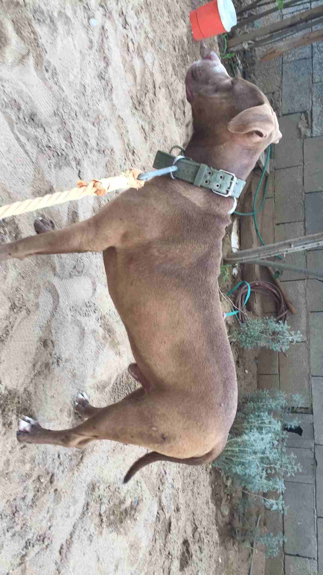 كلب للبيع. ،
لا تنسَ أنك شاهدت هذا الإعلان في عنكبوت
،،،،،،،،،،،،،للبيع...