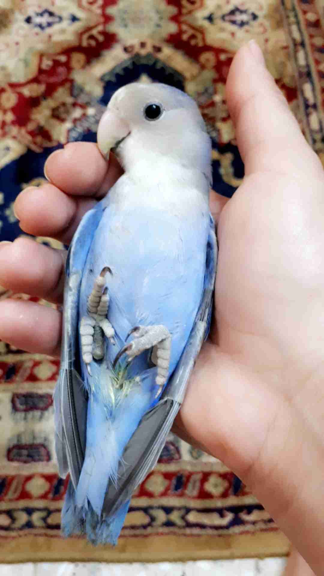 ببغاء روز لونه مميز جدا وليف جدامايعض ابداللبيع
لا تنسَ أنك شاهدت هذا الإعلان في عنكبوت
أقدم...