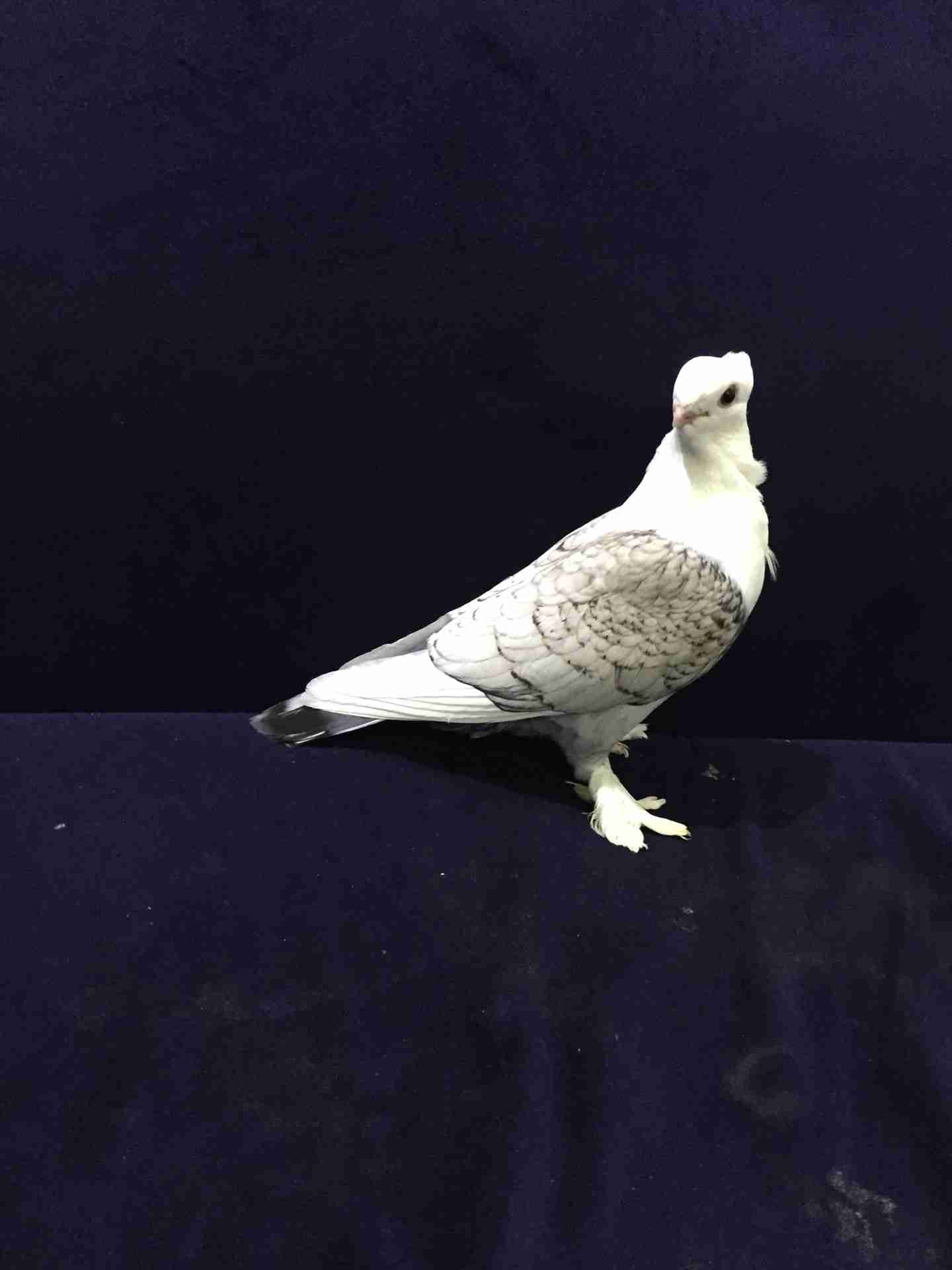 جوز حب الرمان مشاء الله
لا تنسَ أنك شاهدت هذا الإعلان في عنكبوت
جوز حب الرمان كرفته وغرره
ا...