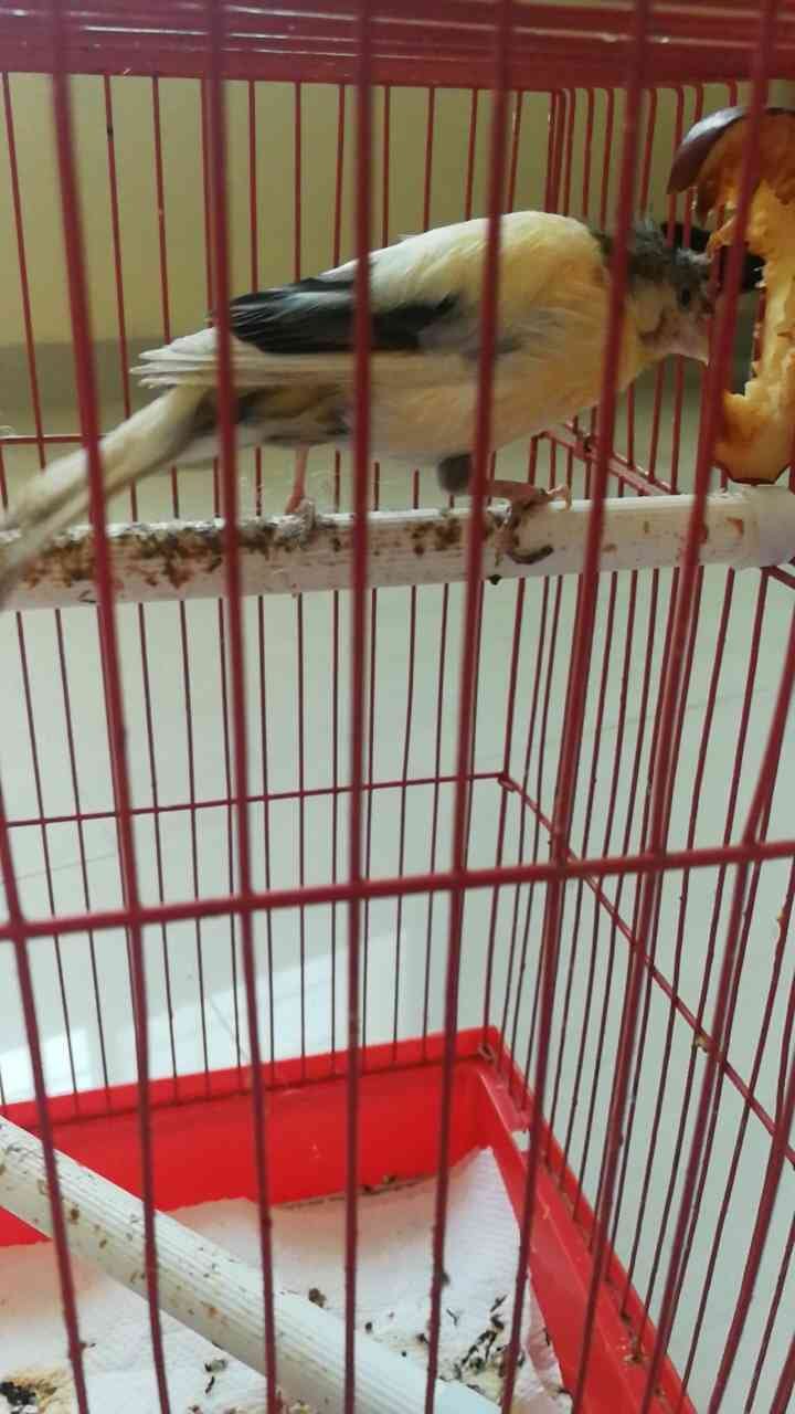 كناري جوز سوري
لا تنسَ أنك شاهدت هذا الإعلان في عنكبوت
اعرض لكم جوز كناري سوري تركيب من 3 شهو...