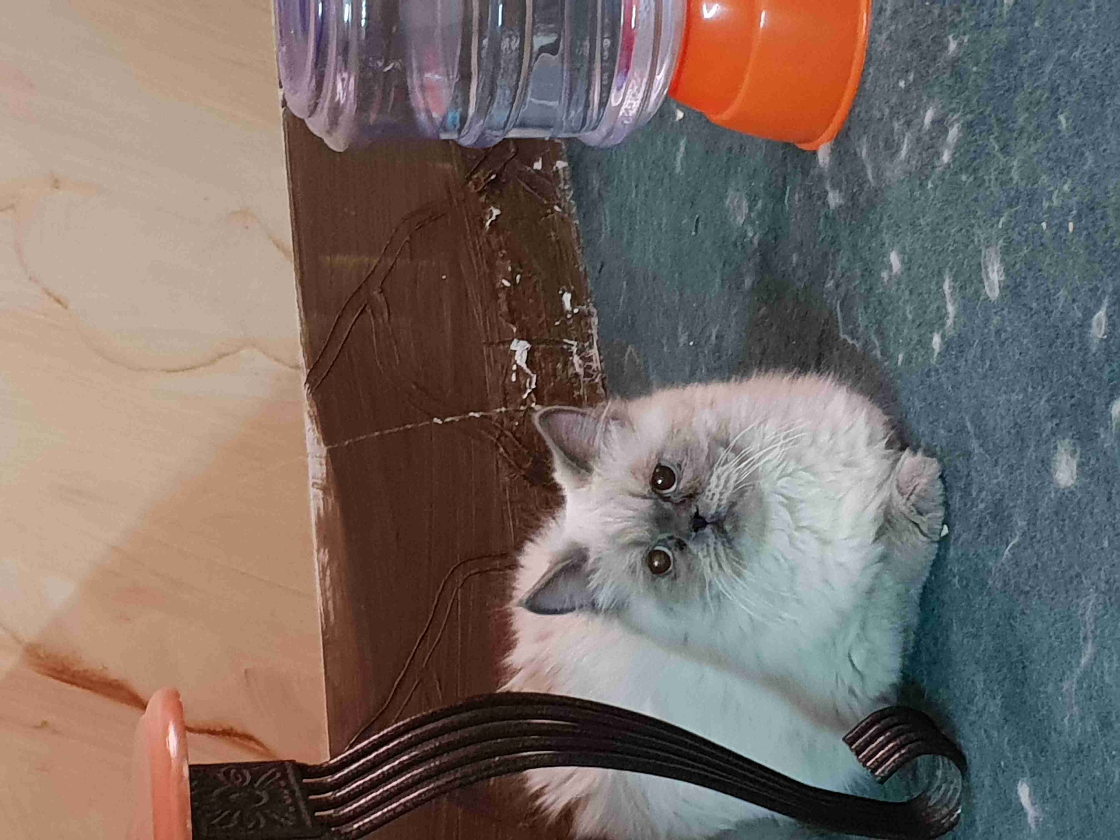 Himalaya cats
لا تنسَ أنك شاهدت هذا الإعلان في عنكبوت
The cats are already completed taken v...