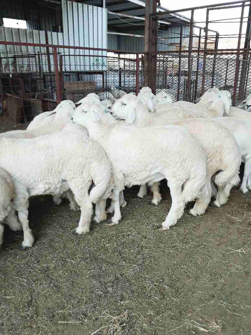 طليان حريه ذبايح جبره ووسط(ثلاجه ضيوف)
لا تنسَ أنك شاهدت هذا الإعلان في عنكبوت
بسم الله الرحمن ال...