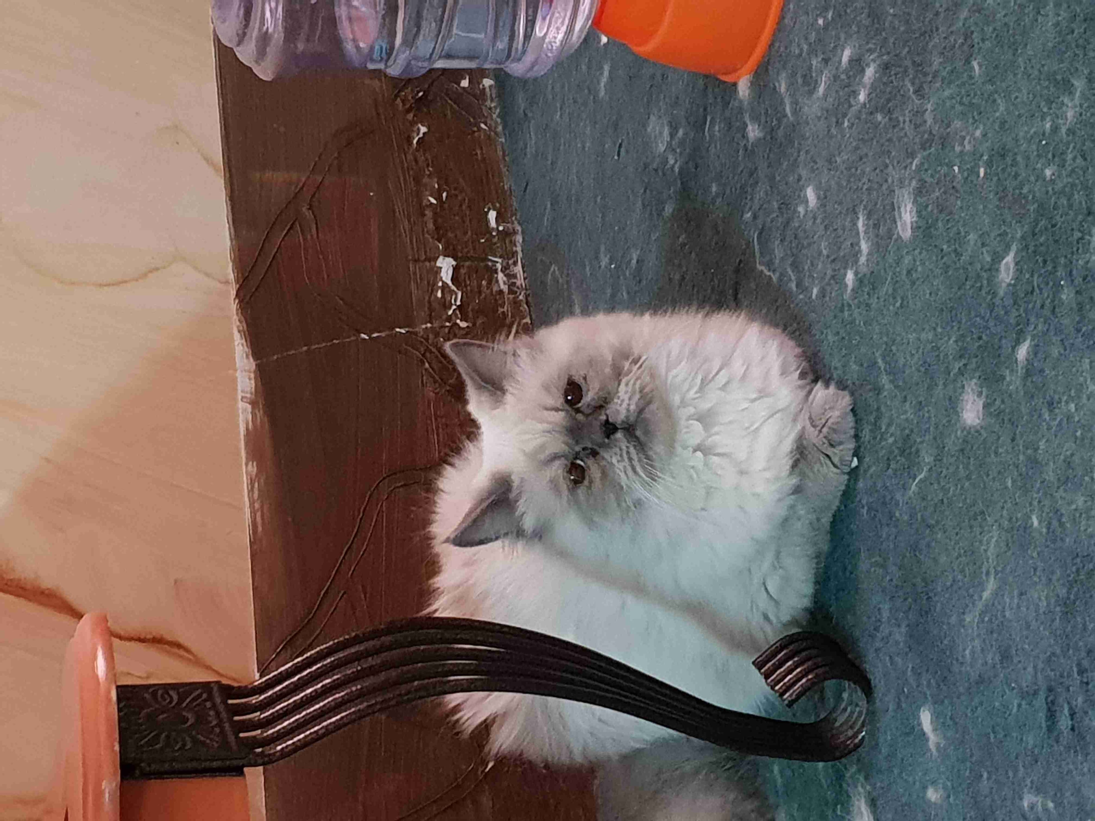 Himalaya cats
لا تنسَ أنك شاهدت هذا الإعلان في عنكبوت
The cats are completely finish vacinati...