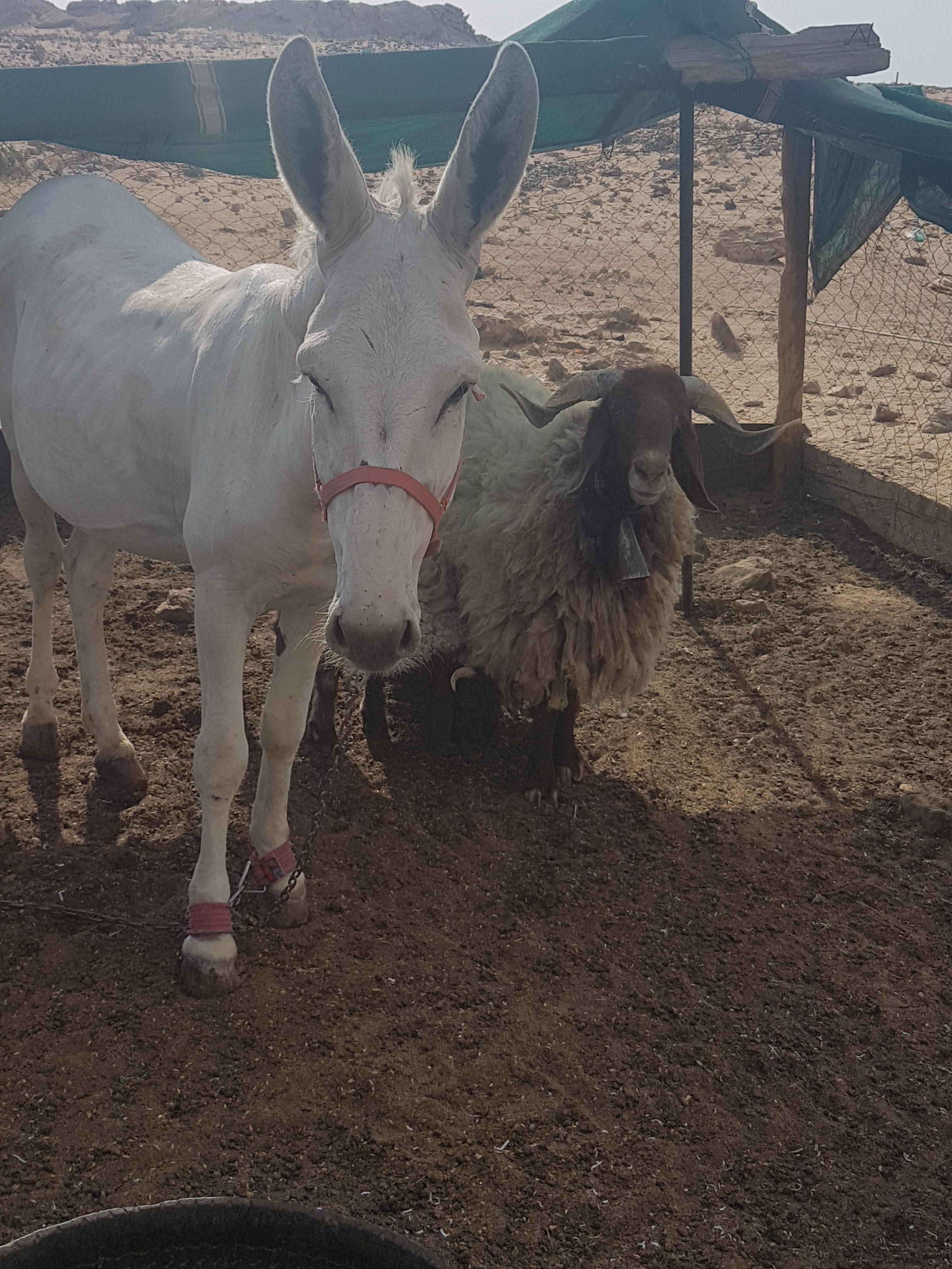 حمار حساوي
لا تنسَ أنك شاهدت هذا الإعلان في عنكبوت
حمار حساوي لغنم هدي ومعسوف ومايقول شي لمرا...