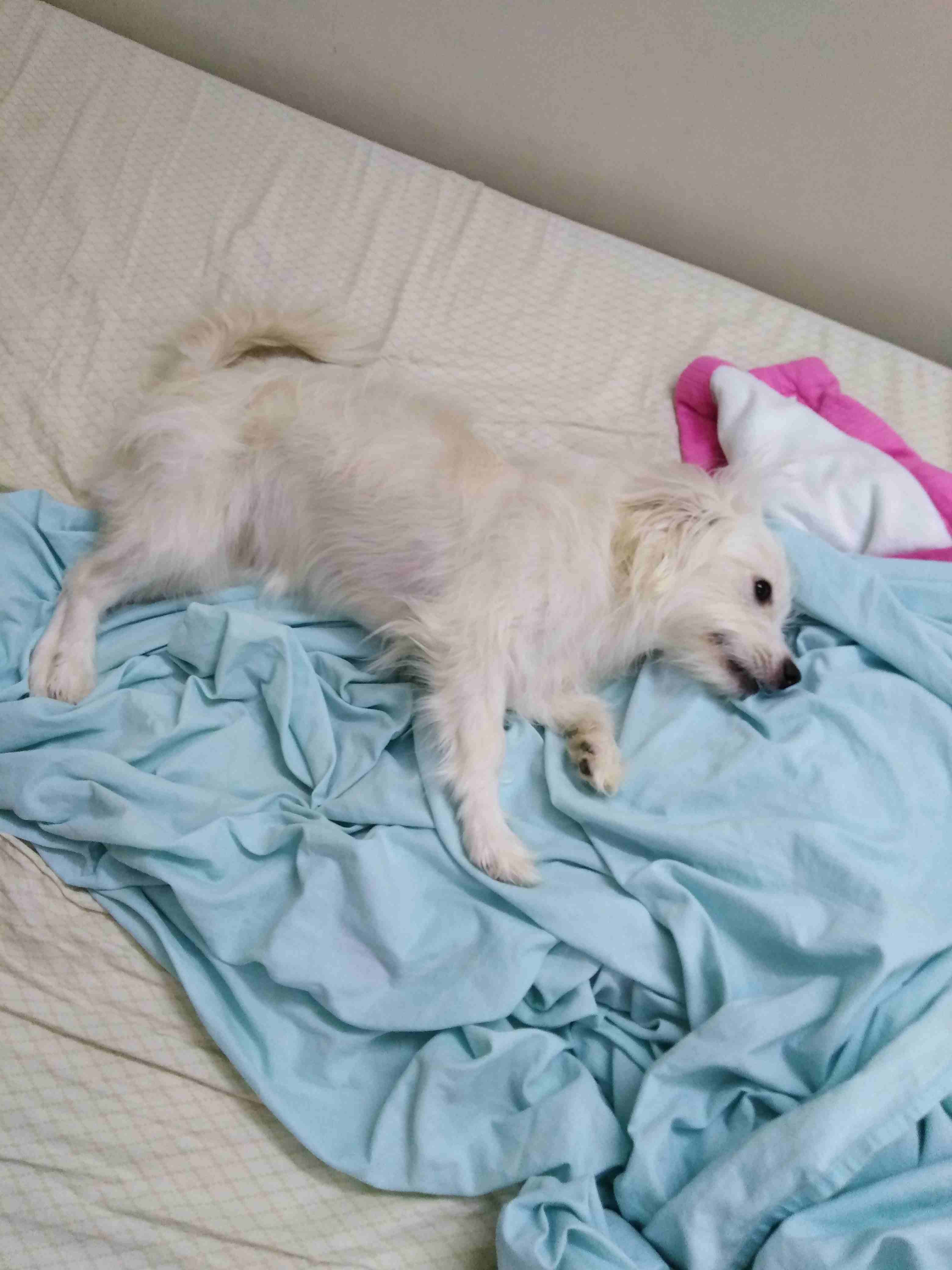Selling dog
لا تنسَ أنك شاهدت هذا الإعلان في عنكبوت
Maltese x Japanese Spitz...
