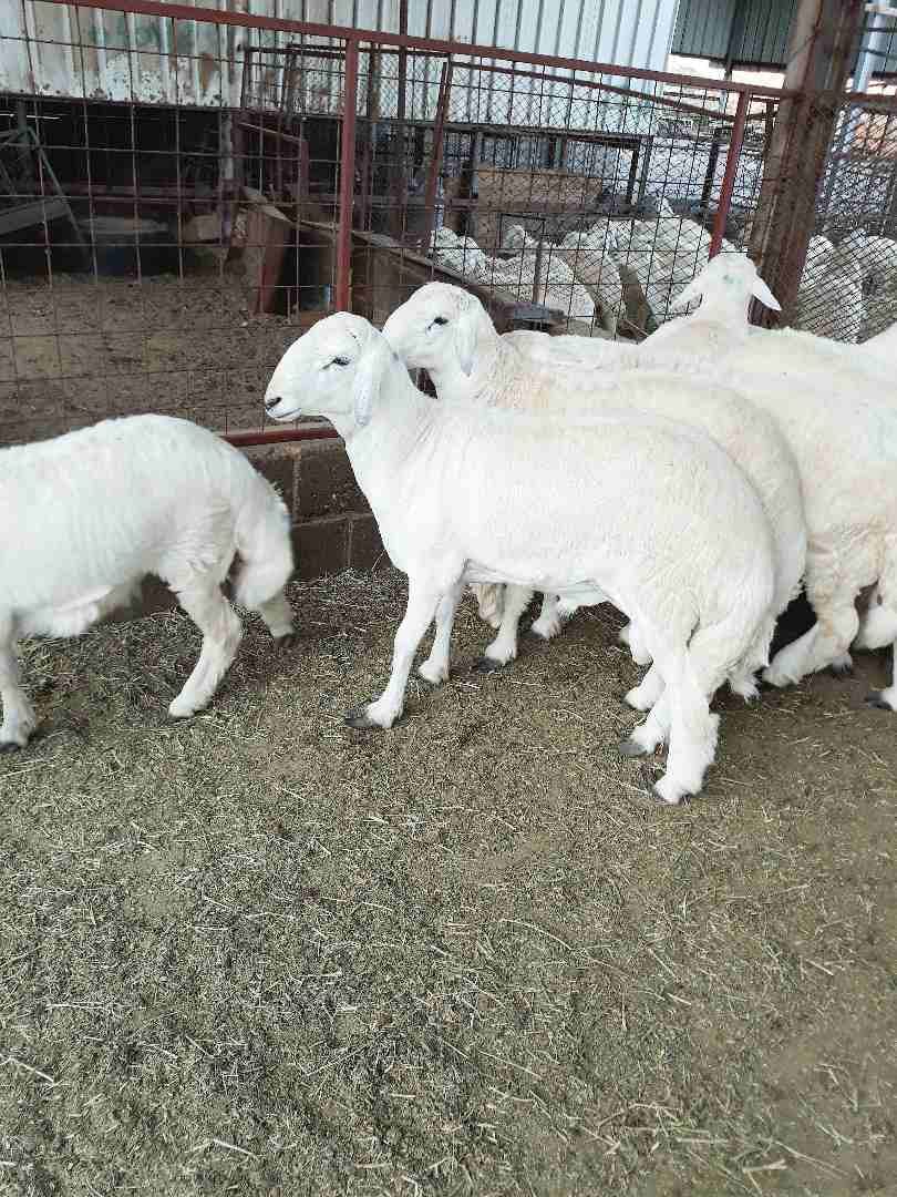 طليان حريه ذبايح جبره ووسط(ثلاجه ضيوف)
لا تنسَ أنك شاهدت هذا الإعلان في عنكبوت
بسم الله الرحمن ال...