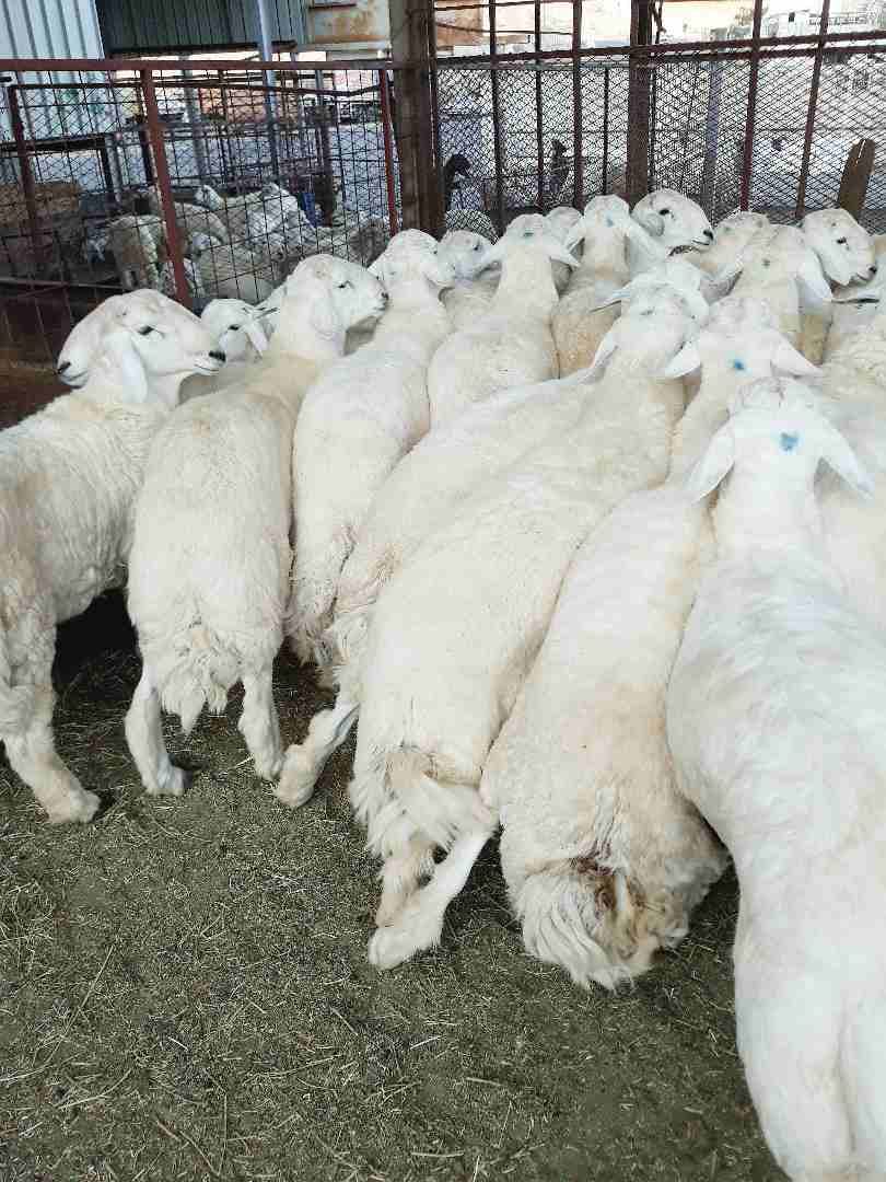 طليان حريه ذبايح جبره ووسط(ثلاجه ضيوف)
لا تنسَ أنك شاهدت هذا الإعلان في عنكبوت
بسم الله الرحمن ال...