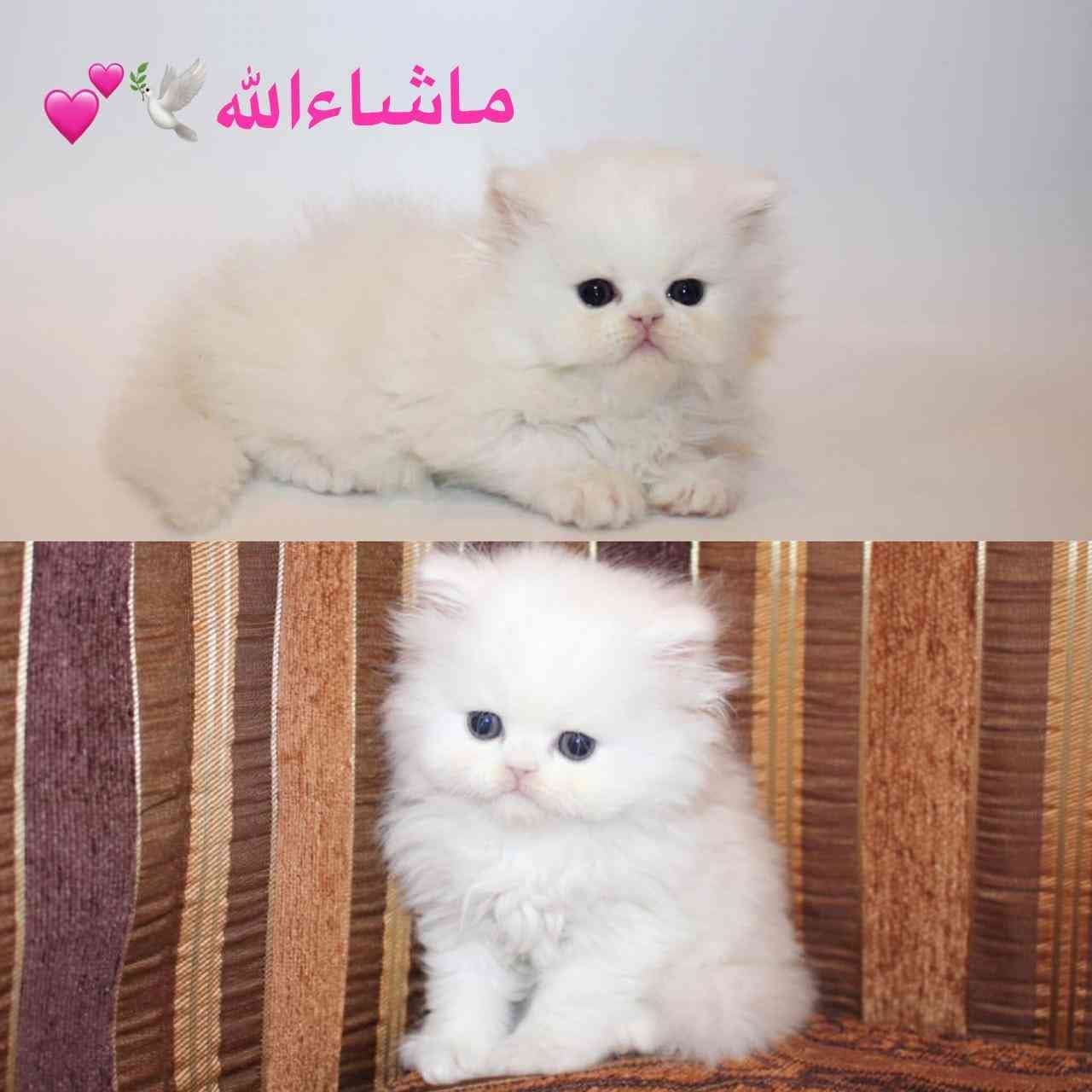 كتن بيرشن هاف بيكي
لا تنسَ أنك شاهدت هذا الإعلان في عنكبوت
*ماشاءالله تبارك الله*
.
.
بسم ال...