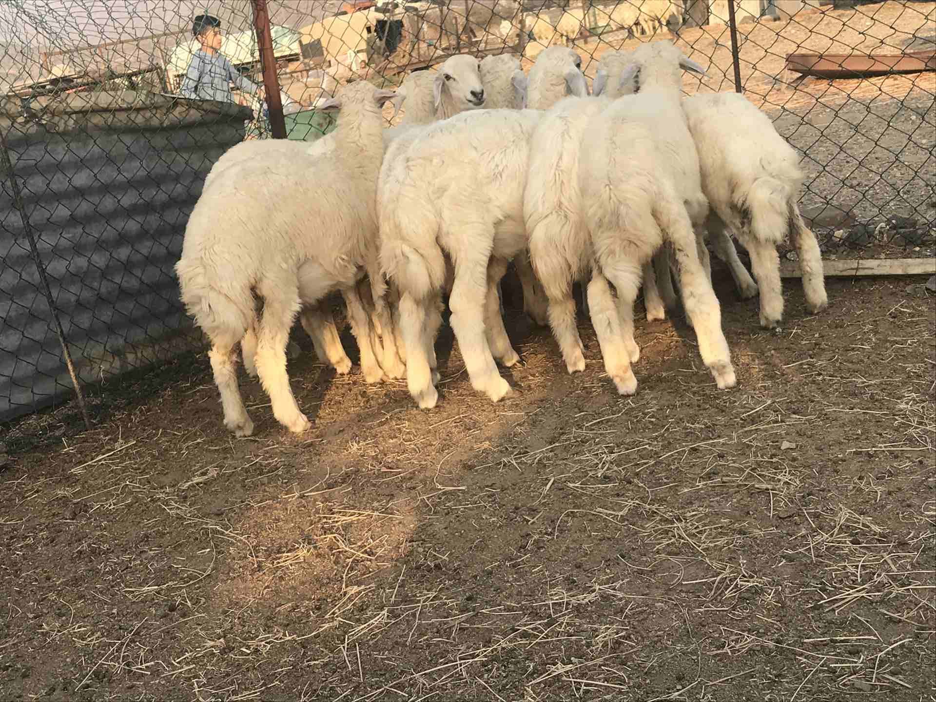 للبيع رخال ذبائح شي طيب
لا تنسَ أنك شاهدت هذا الإعلان في عنكبوت
السلام عليكم ورحمه الله وبركاته...
