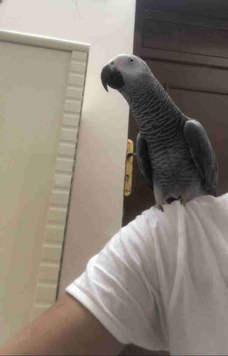 كاسكو مليان كلام وهدد
لا تنسَ أنك شاهدت هذا الإعلان في عنكبوت
كاسكو افريقي مليان كلام وهدد ور...