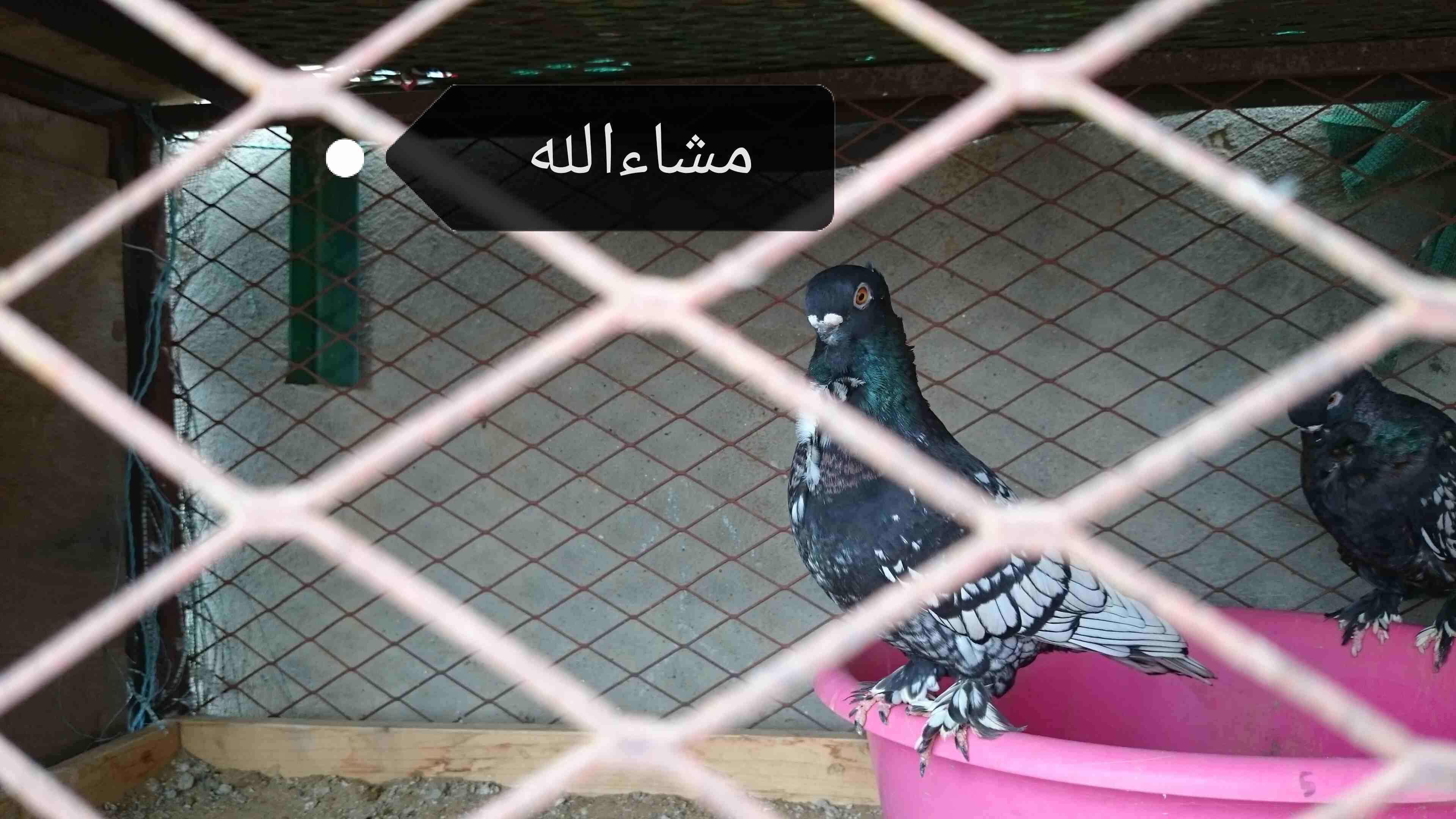 حمام فراشه
لا تنسَ أنك شاهدت هذا الإعلان في عنكبوت
حمام فراشه الحد 600...
