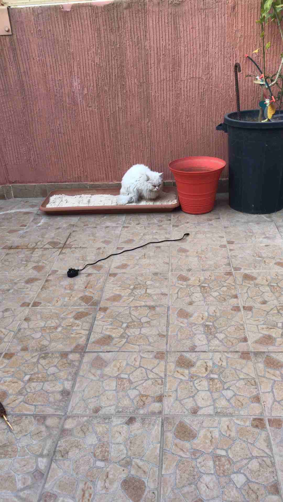 الملز شارع جرير
لا تنسَ أنك شاهدت هذا الإعلان في عنكبوت
عندي قطه شيرازي...لطيفه جدا ولعوبه ومتعود...
