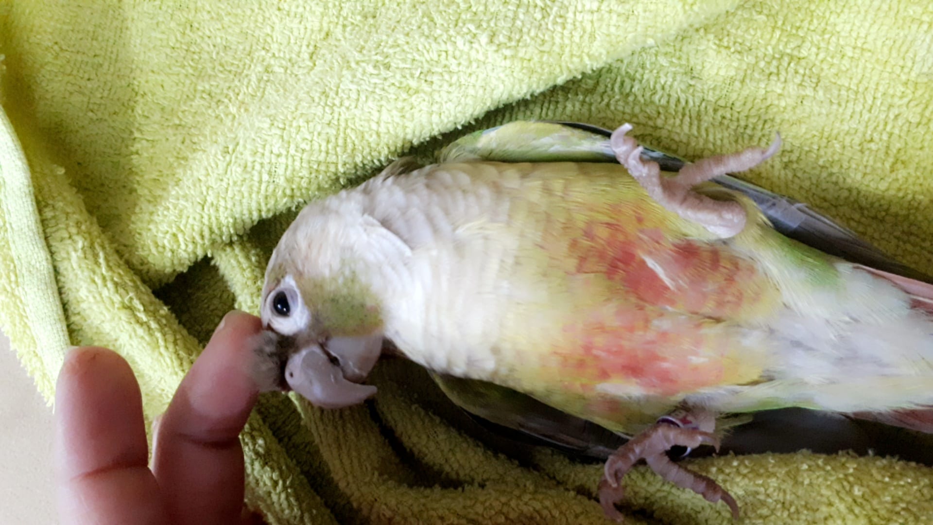 كنيور أناناس وليف جداجدامايعض ابدا للبيع
لا تنسَ أنك شاهدت هذا الإعلان في عنكبوت
أقدم لكم ببغ...