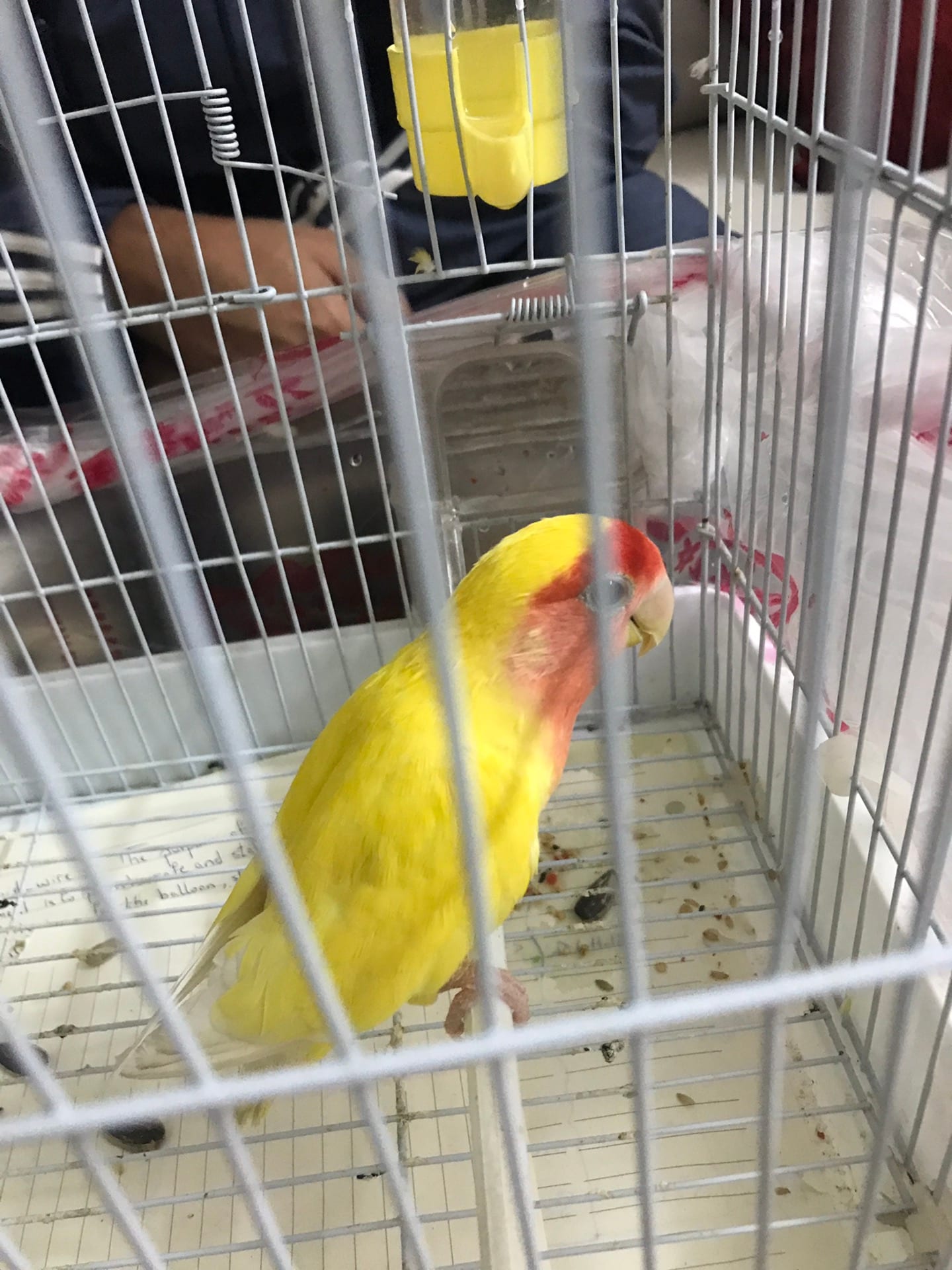 طير للبيع روز لاعلى سوم
لا تنسَ أنك شاهدت هذا الإعلان في عنكبوت
طير روز للبيع لاعلى سوم...