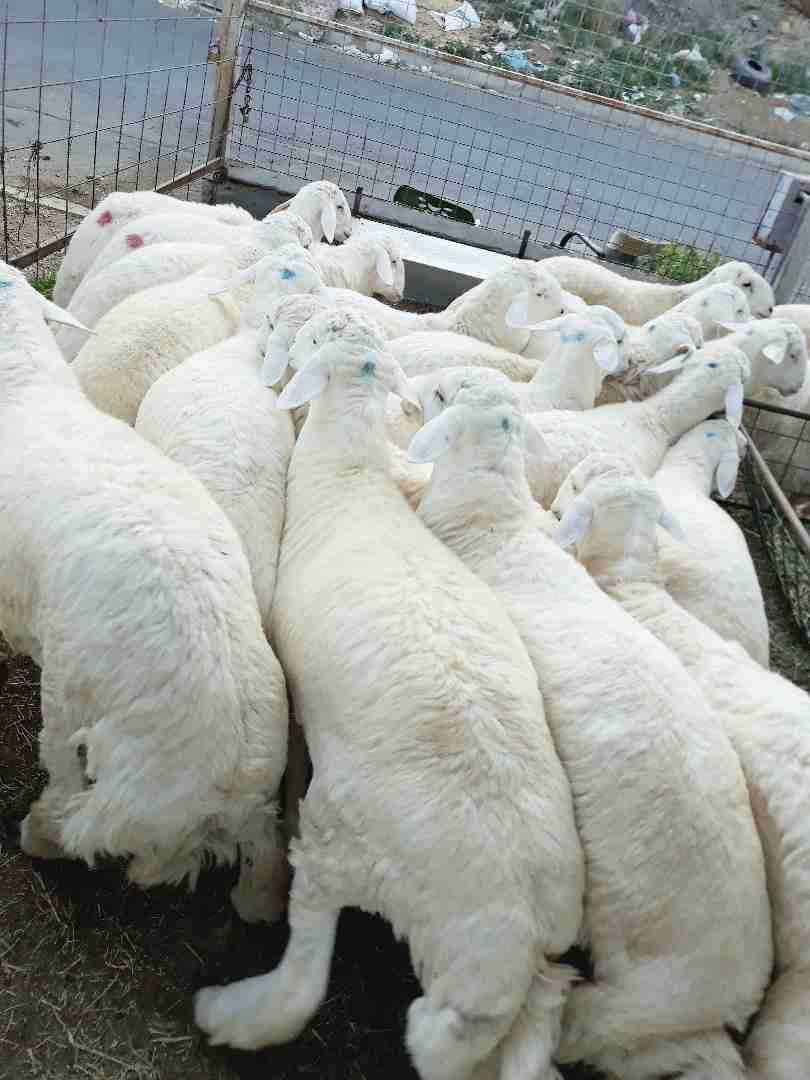 طليان حريه ذبايح جبره ووسط(ثلاجه ضيوف)
لا تنسَ أنك شاهدت هذا الإعلان في عنكبوت
بسم الله الرحمن ال...