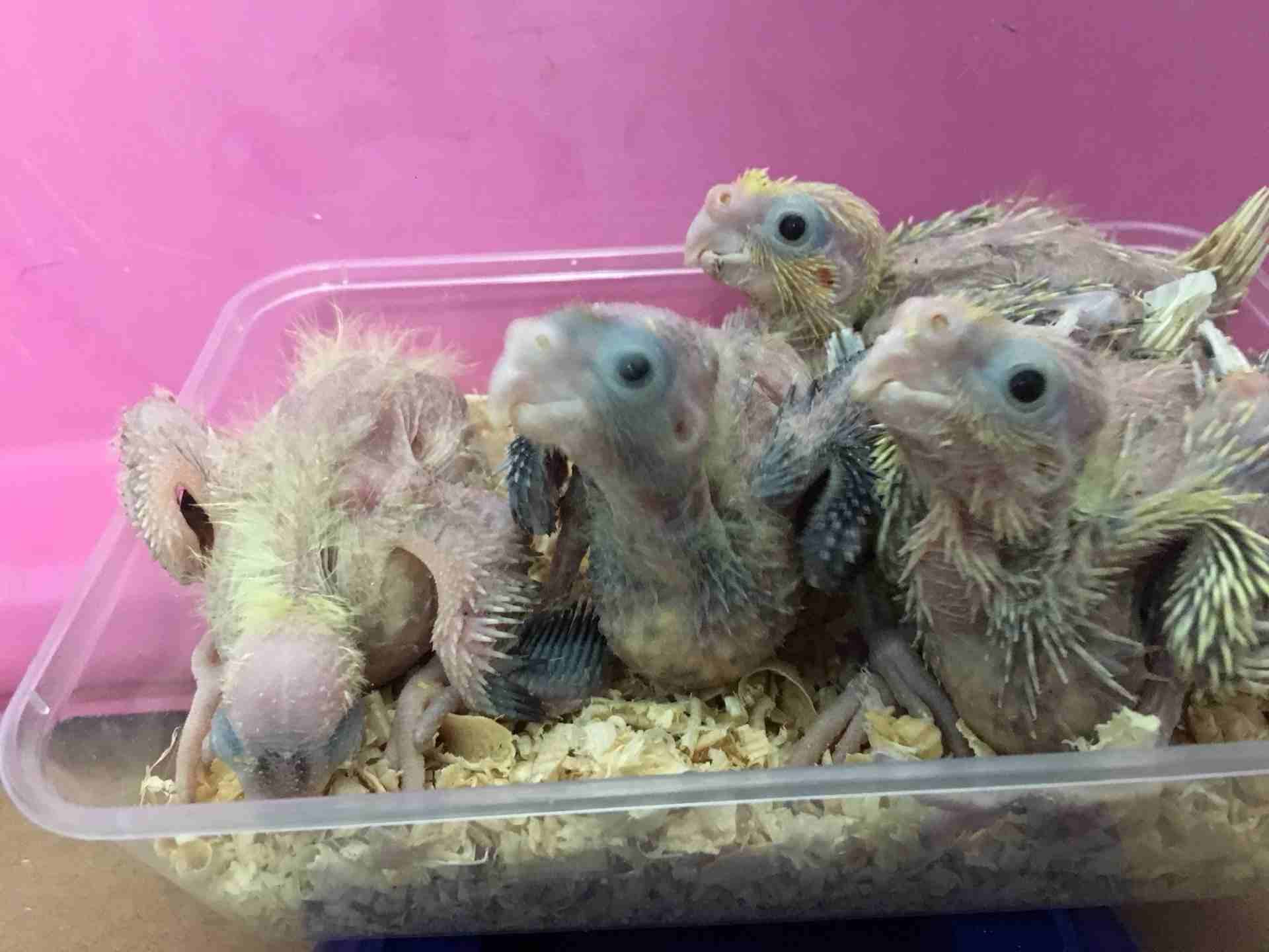 فروخ كروان cockatiel chicks
لا تنسَ أنك شاهدت هذا الإعلان في عنكبوت
العرض: للبيع
النوع: كروان
ال...