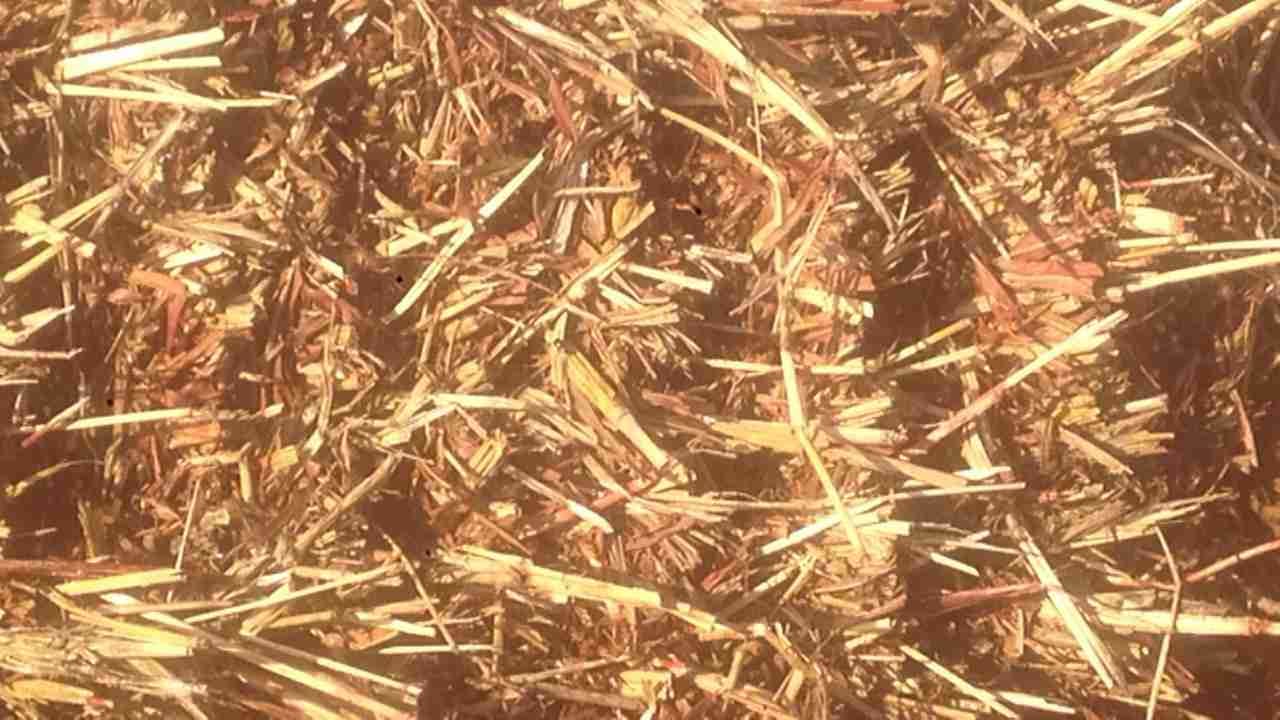 اعلاف ذرة جيزاني
لا تنسَ أنك شاهدت هذا الإعلان في عنكبوت
اعلاف ذرة جيزانية اطيب نوع اكثر من م...