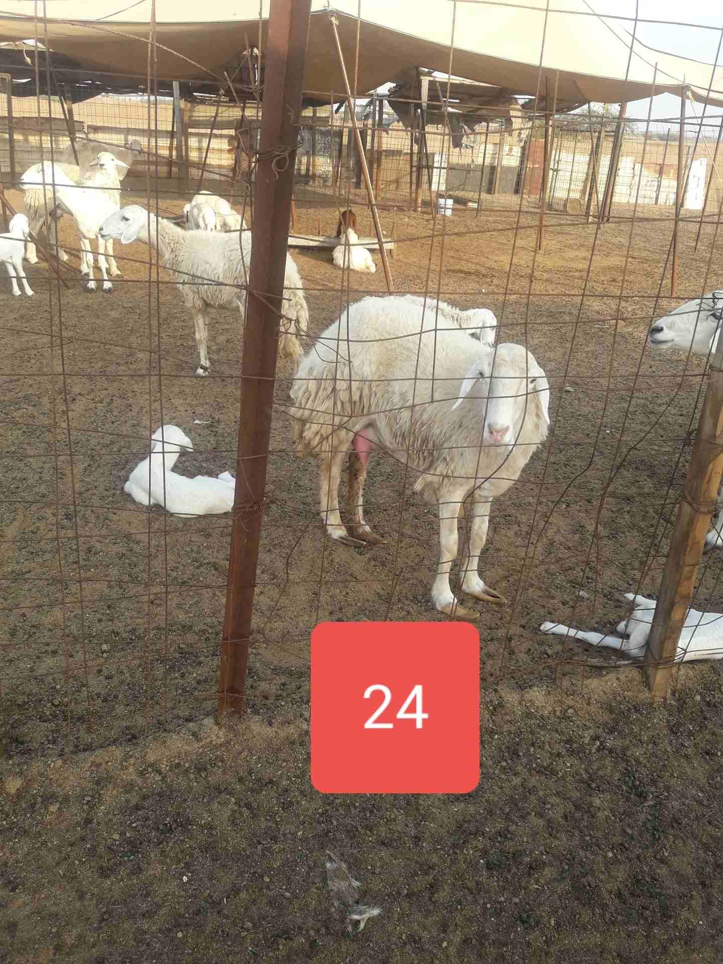 ضان صنف حريه للبيع 75 عليها 31
لا تنسَ أنك شاهدت هذا الإعلان في عنكبوت
الموقع جوهره العروس قبل ذه...