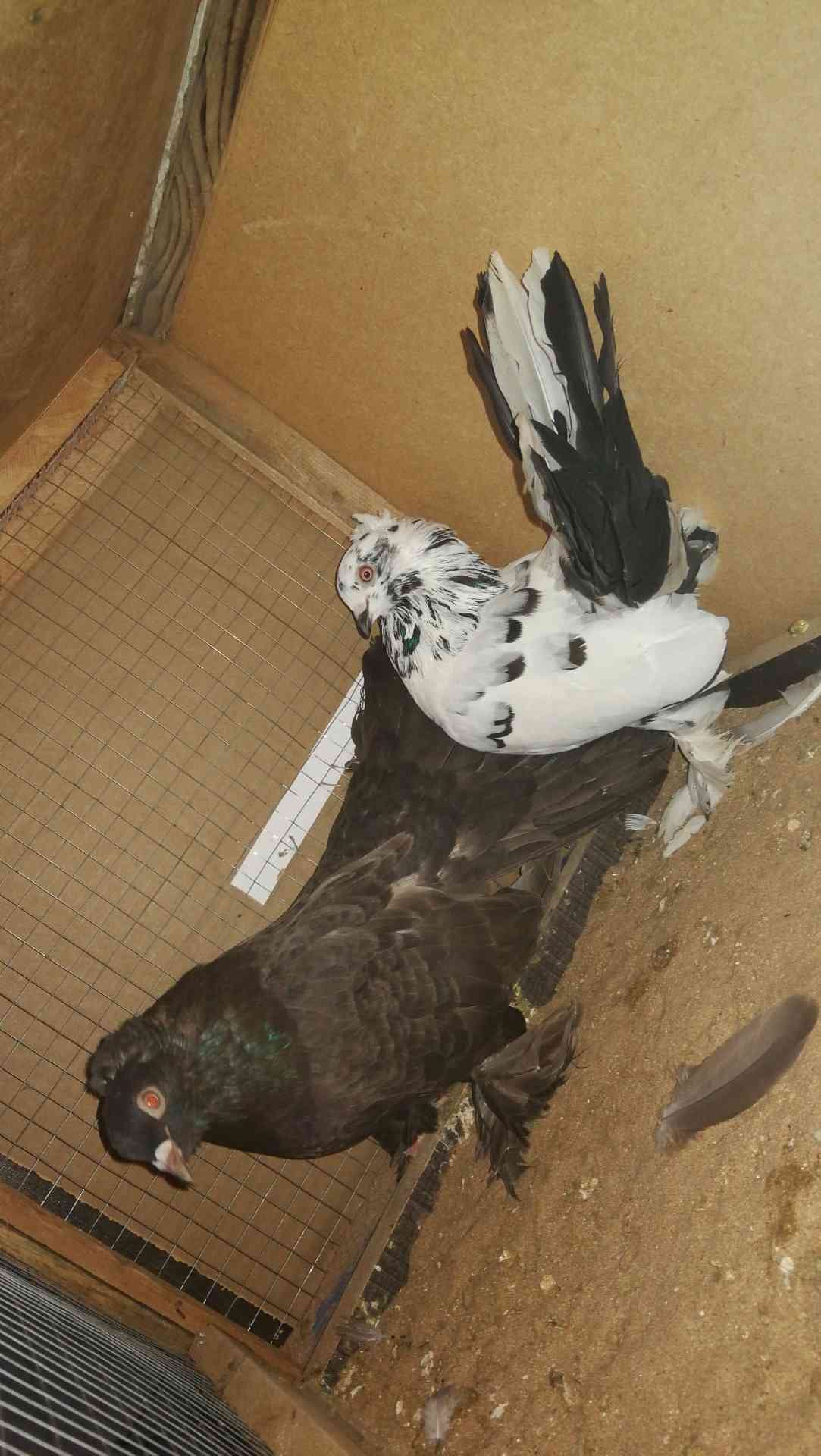 منطقة مكة المكرمة مدينة جدة
لا تنسَ أنك شاهدت هذا الإعلان في عنكبوت
حمام زينة مشكل...