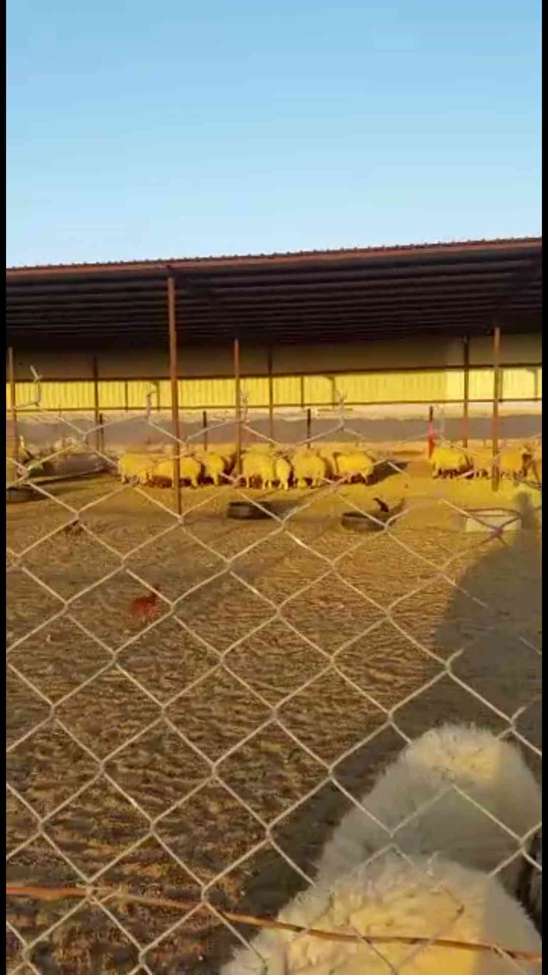 طليان نعيم للبيع
لا تنسَ أنك شاهدت هذا الإعلان في عنكبوت
طليان توها جذعان من إنتاج المزرعه ال...