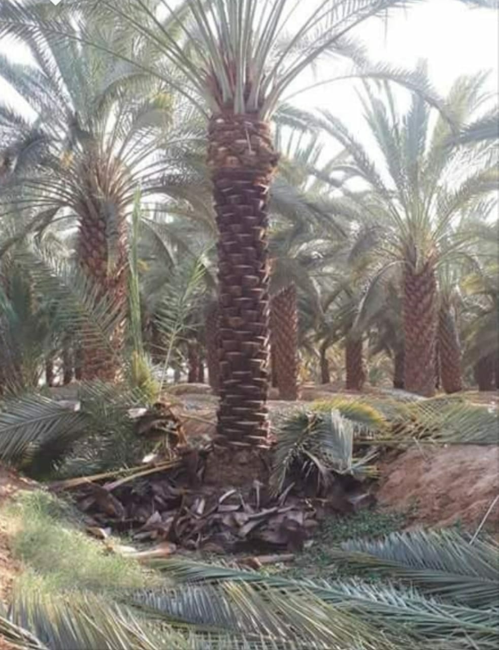 تكريب نخيل
لا تنسَ أنك شاهدت هذا الإعلان في عنكبوت
تكريب نخيل...
