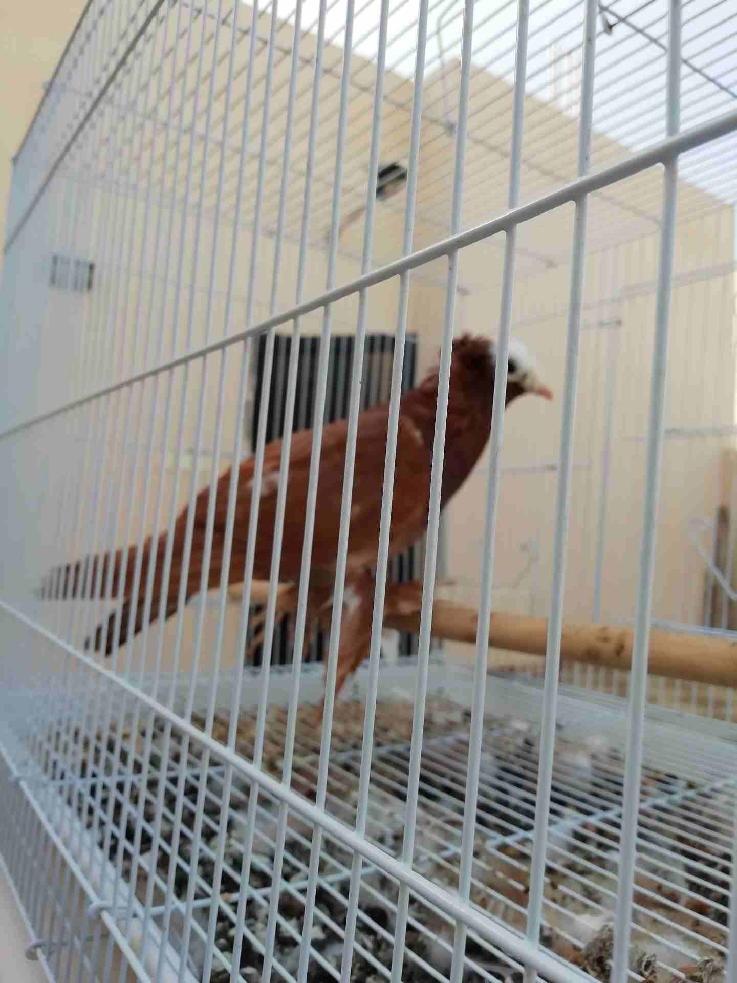حمام ذكر للبيع مع القفص البيع سمح
لا تنسَ أنك شاهدت هذا الإعلان في عنكبوت
حمام للبيع ذكر مع الق...