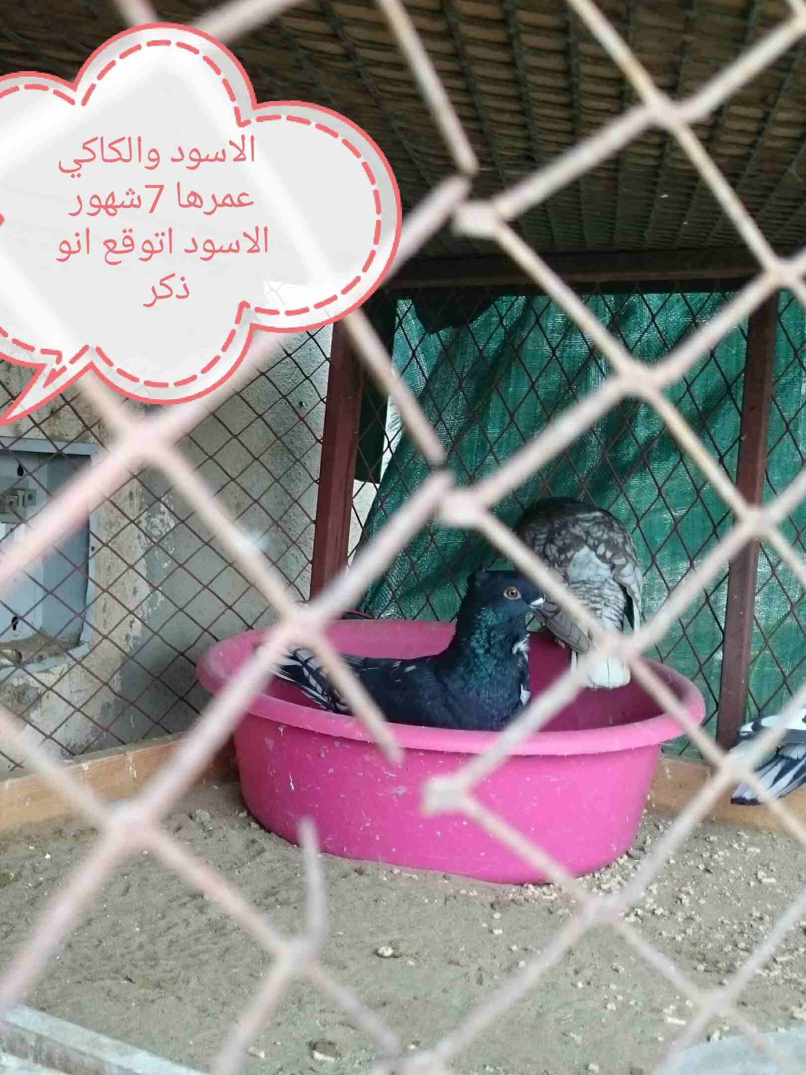 حمام فراشه
لا تنسَ أنك شاهدت هذا الإعلان في عنكبوت
حمام فراشه الحد 600...