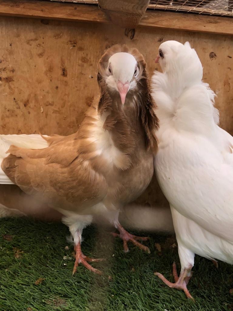 طبات بلجيكيات للبيع
لا تنسَ أنك شاهدت هذا الإعلان في عنكبوت
بسم الله الرحمن الرحيم
ما شاء الل...