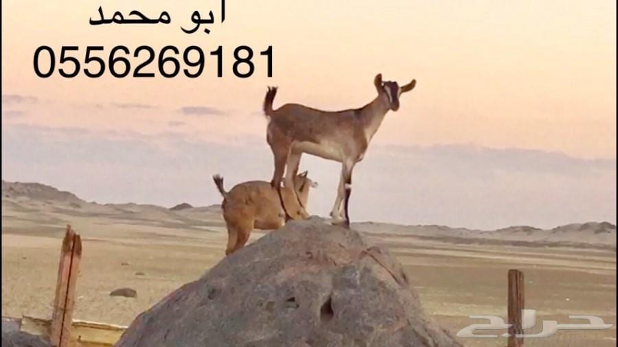 للبيع..... ماعز يمنيه
لا تنسَ أنك شاهدت هذا الإعلان في عنكبوت
ماعز يمني
العدد 15 تيس
5 سديس...