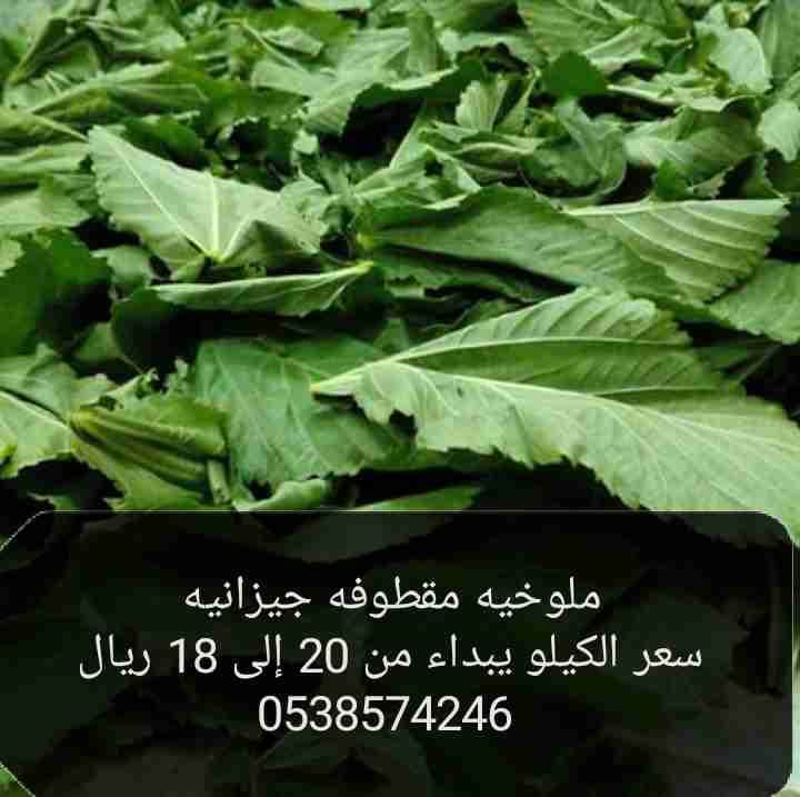 ملوخيه مقطوفه جيزانيه طازجة نظيفه من الأتربة والعيدان سبانخ مقطف 0538574246
لا تنسَ أنك شاهدت هذا الإعلان في عنكبوت...