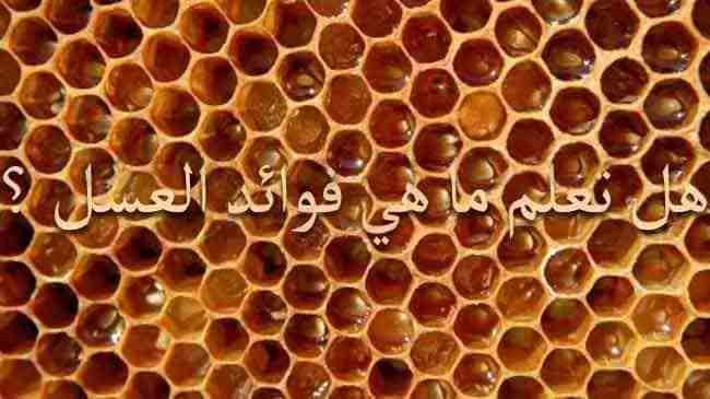 عسل اوربا
لا تنسَ أنك شاهدت هذا الإعلان في عنكبوت
فوائد العسل فى علاج الحساسية
يساعد العسل فى الح...