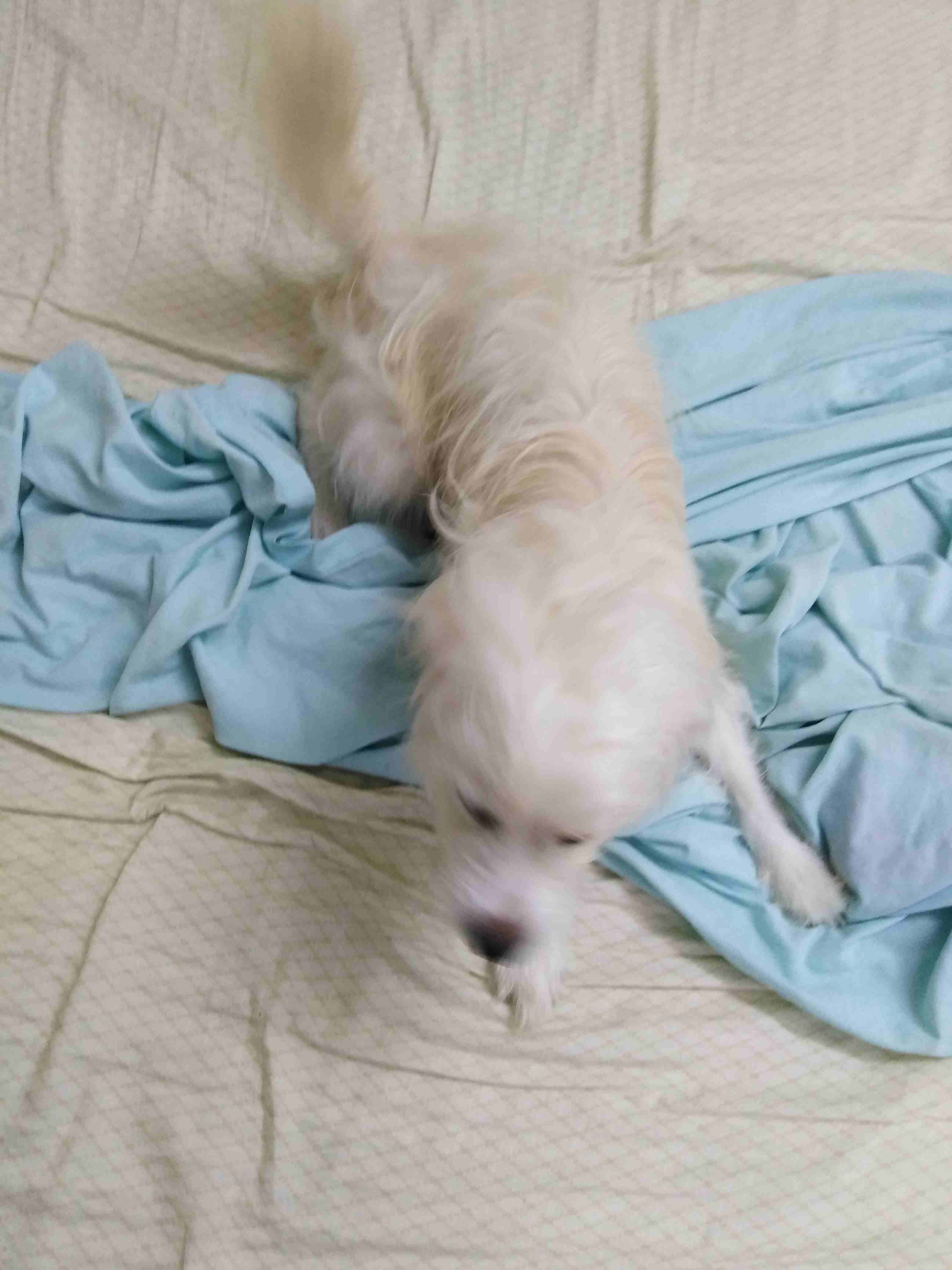Selling dog
لا تنسَ أنك شاهدت هذا الإعلان في عنكبوت
Maltese x Japanese Spitz...