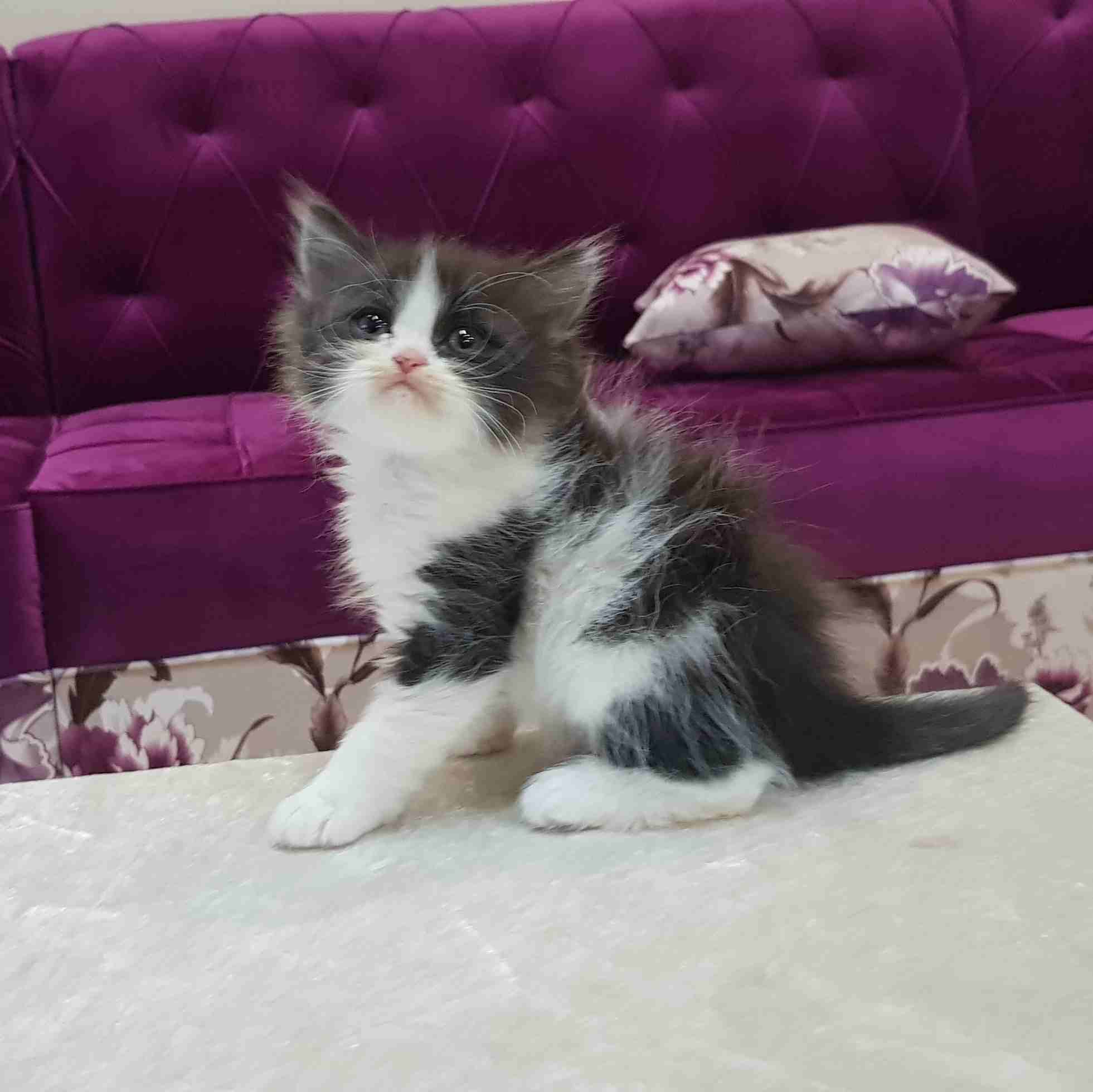 كيتن هيمالايا باندا
لا تنسَ أنك شاهدت هذا الإعلان في عنكبوت
كيتن هيمالايا هاف باندا (قزم الحجم ال...