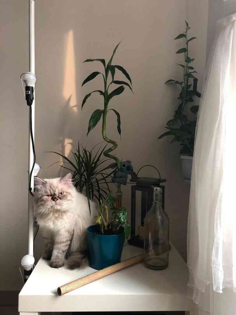 pigi face pure breed
لا تنسَ أنك شاهدت هذا الإعلان في عنكبوت
Pure breed punched face cat Pers...